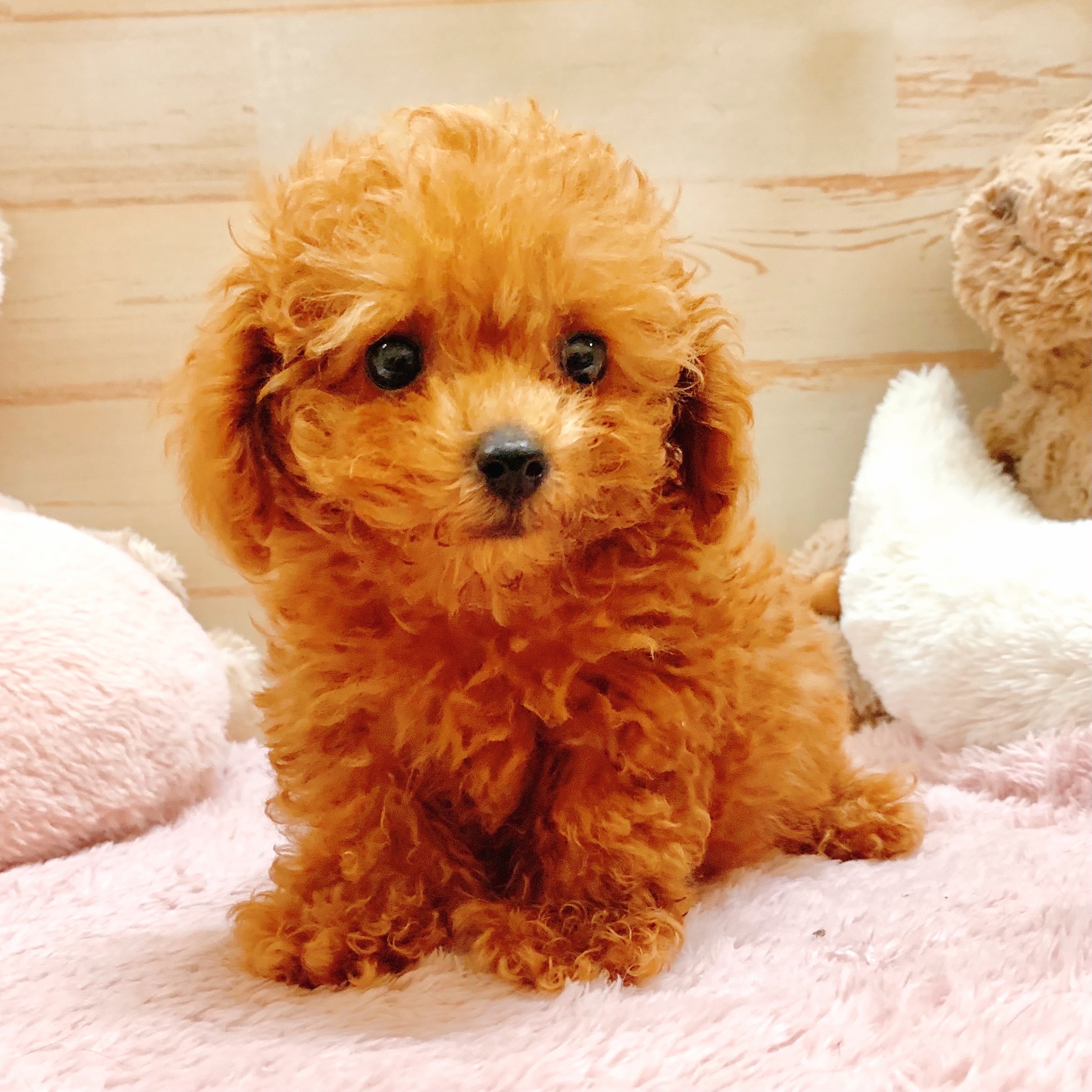 兵庫県のティーカッププードル (犬の家＆猫の里神戸店/2025年7月20日生まれ/男の子/レッドフォーン)の子犬の4枚目の画像