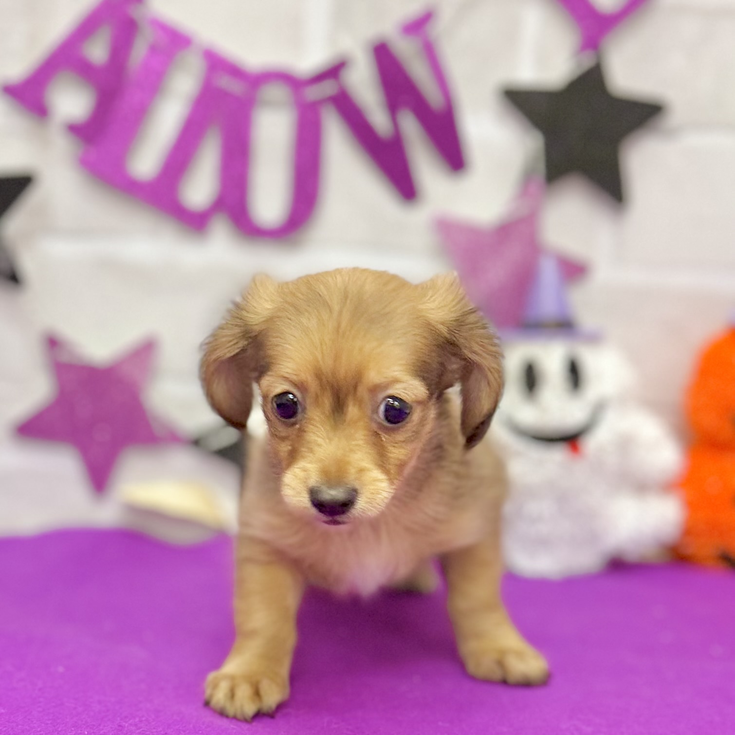静岡県のチワックス(チワワ×ダックス) (犬の家＆猫の里プレ葉ウォーク浜北店/2025年8月10日生まれ/男の子/レッド)の子犬の4枚目の画像