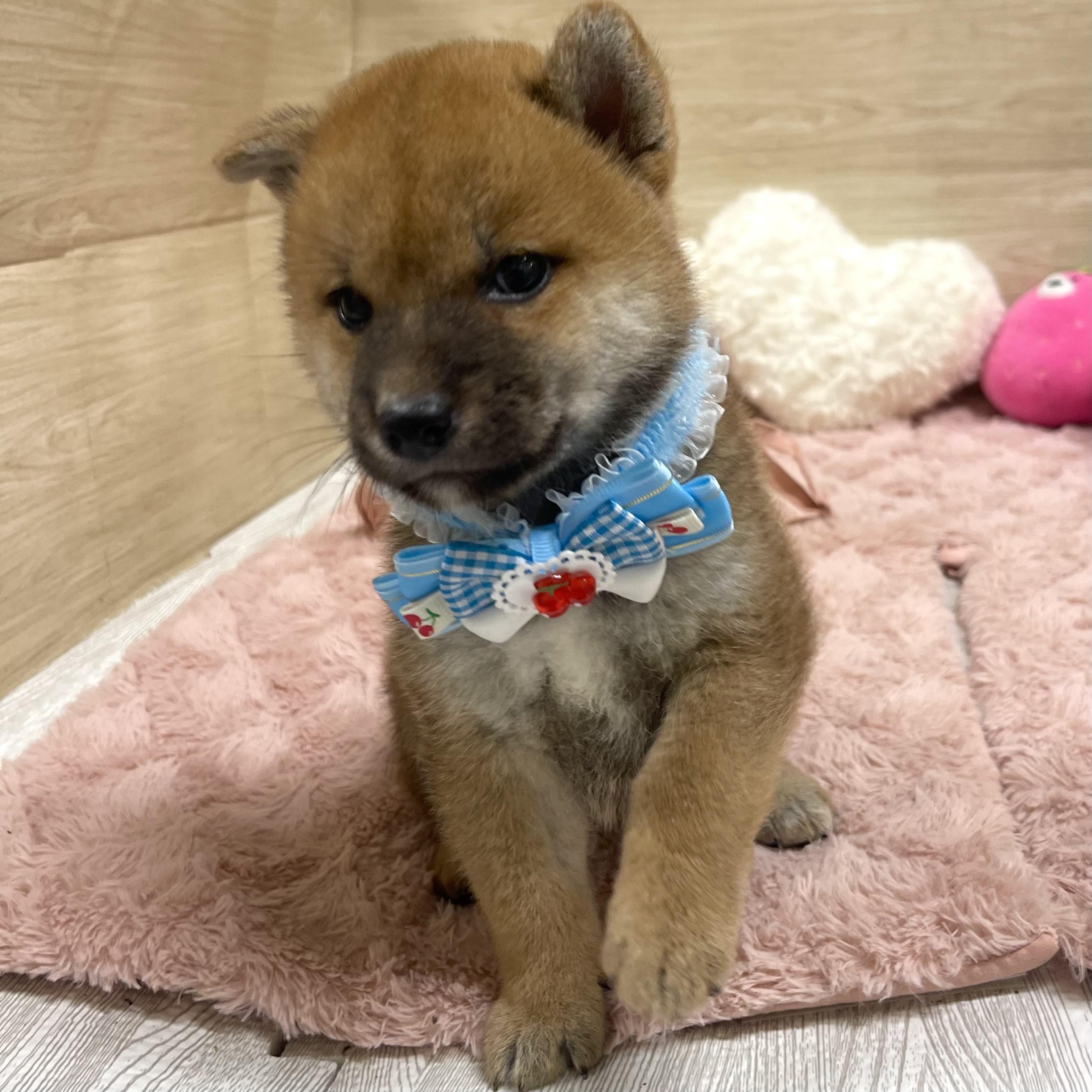 大阪府の柴犬(標準サイズ) (犬の家＆猫の里そよら東岸和田店/2025年6月12日生まれ/女の子/赤)の子犬の4枚目の画像