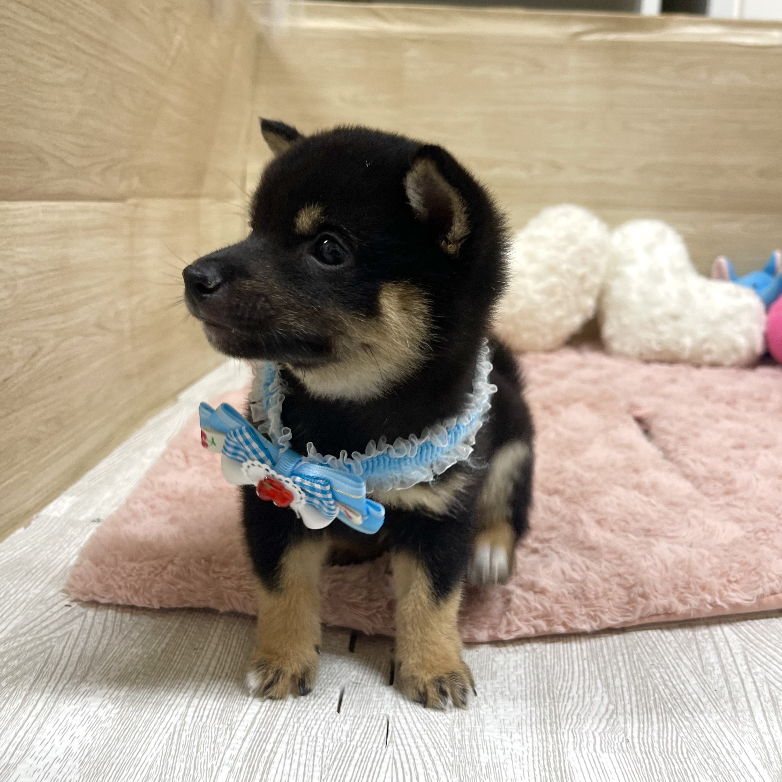 大阪府の豆柴 (犬の家＆猫の里そよら東岸和田店/2025年6月11日生まれ/男の子/黒)の子犬の4枚目の画像