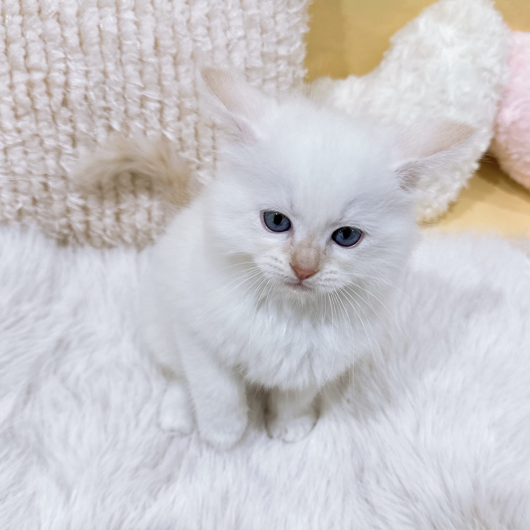 神奈川県のラグドール (犬の家＆猫の里元住吉ブレーメン通り店/2026年1月13日生まれ/男の子/レッドポイント)の子猫の4枚目の画像