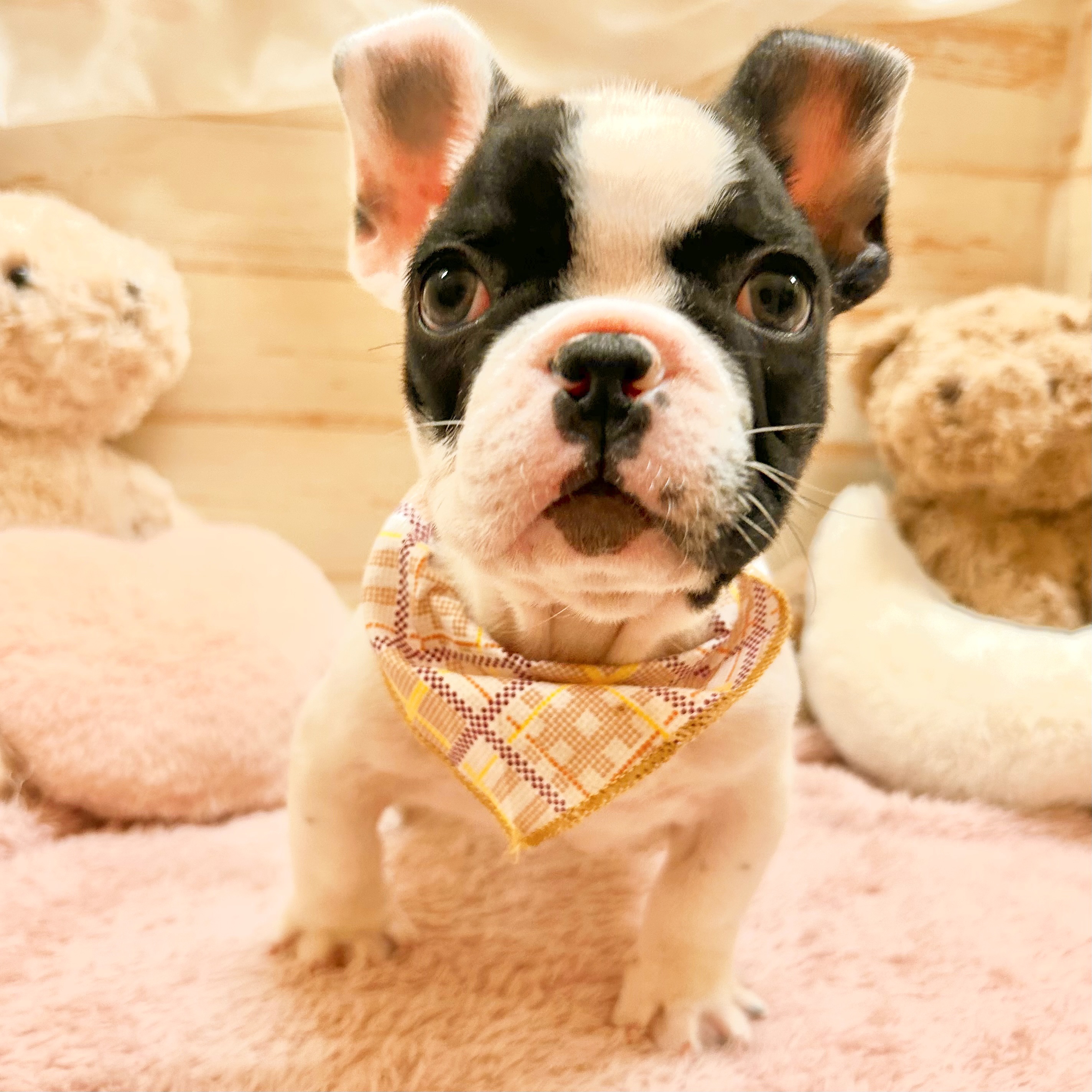 兵庫県のフレンチブルドッグ (犬の家＆猫の里神戸店/2025年12月20日生まれ/男の子/パイド)の子犬の4枚目の画像