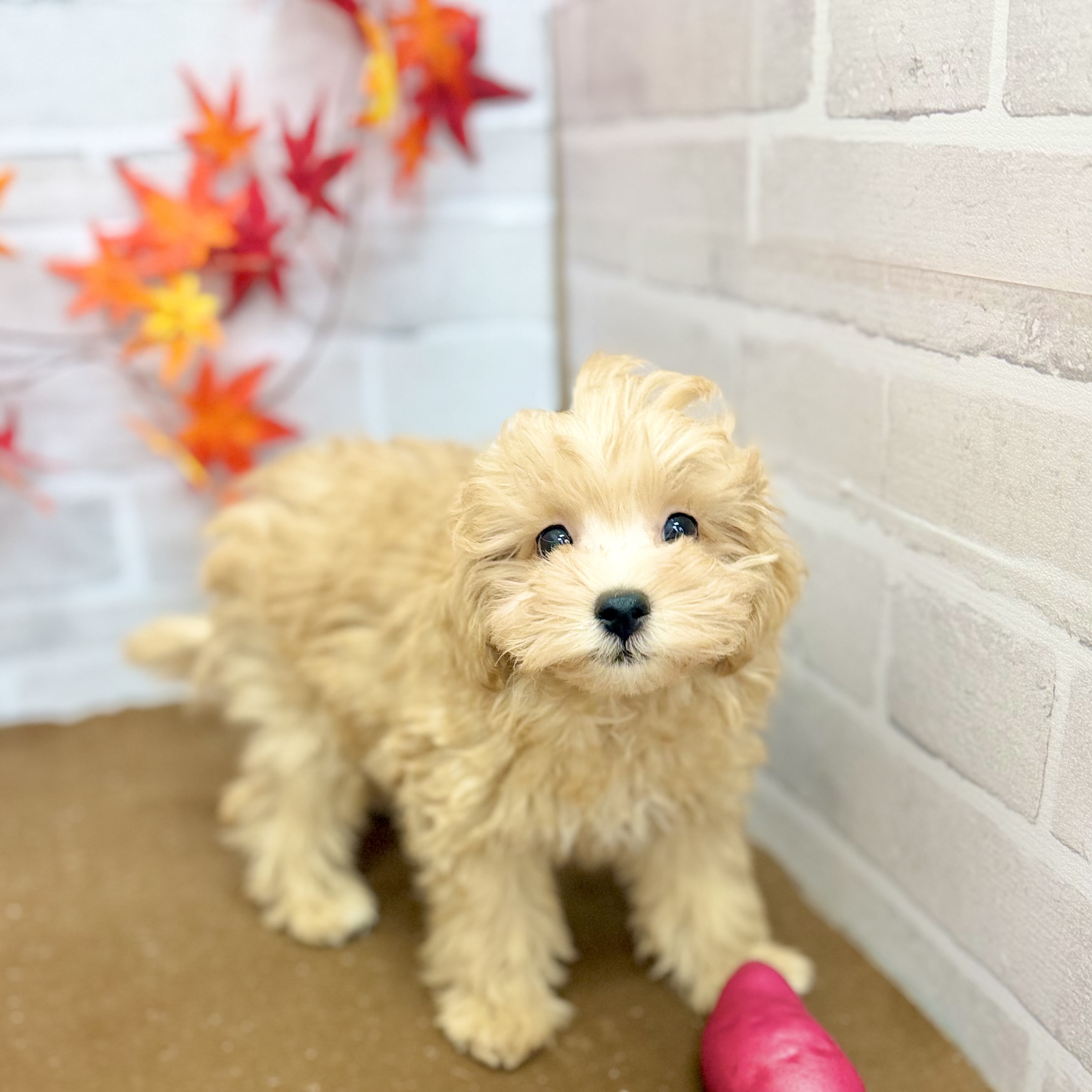 静岡県のマルプー(マルチーズ×プードル) (犬の家＆猫の里プレ葉ウォーク浜北店/2025年8月15日生まれ/男の子/アプリコット)の子犬の4枚目の画像