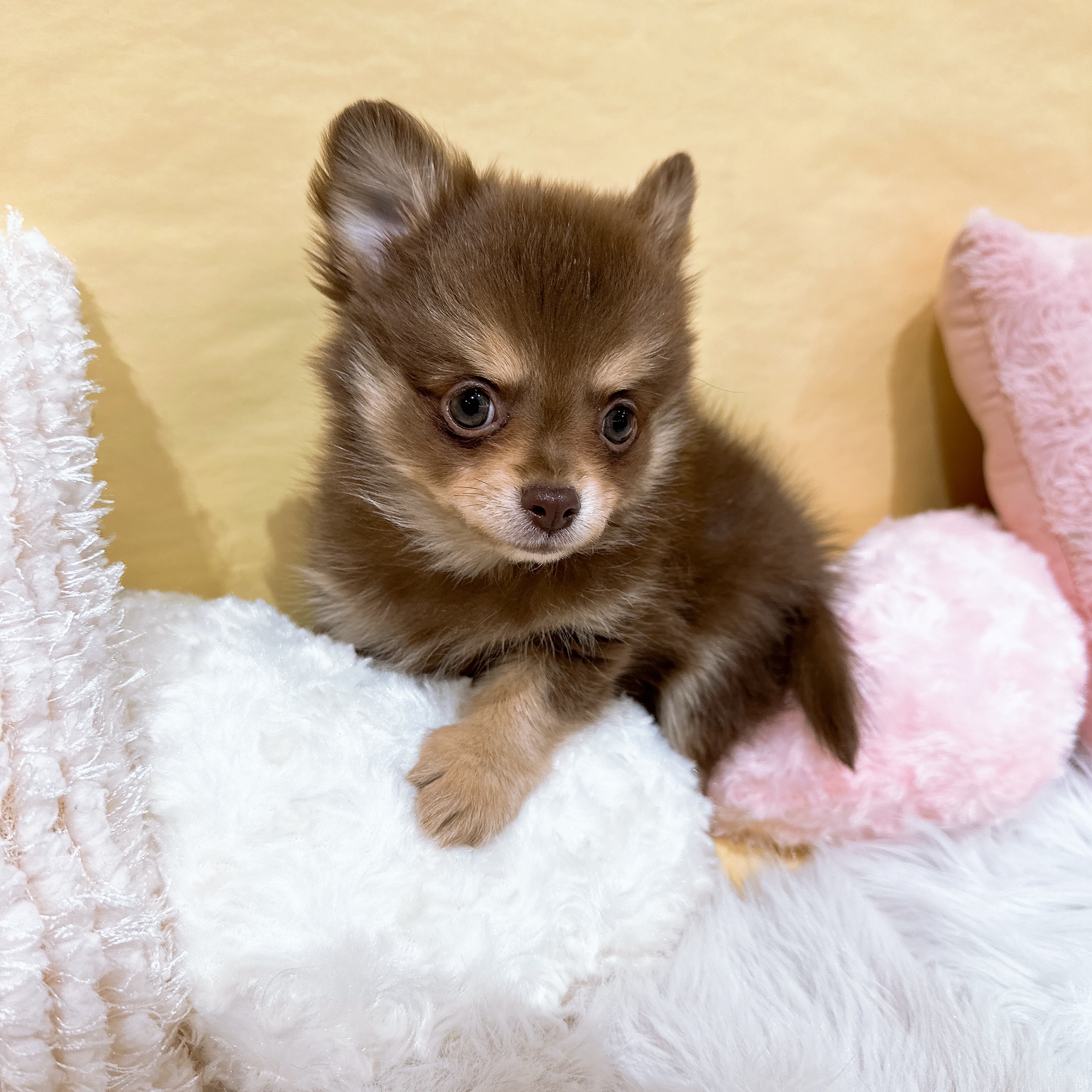 神奈川県のポメチワ/チワポメ/ポメチー(ポメラニアン×チワワ) (犬の家＆猫の里元住吉ブレーメン通り店/2026年1月7日生まれ/男の子/チョコレートクリーム)の子犬の4枚目の画像