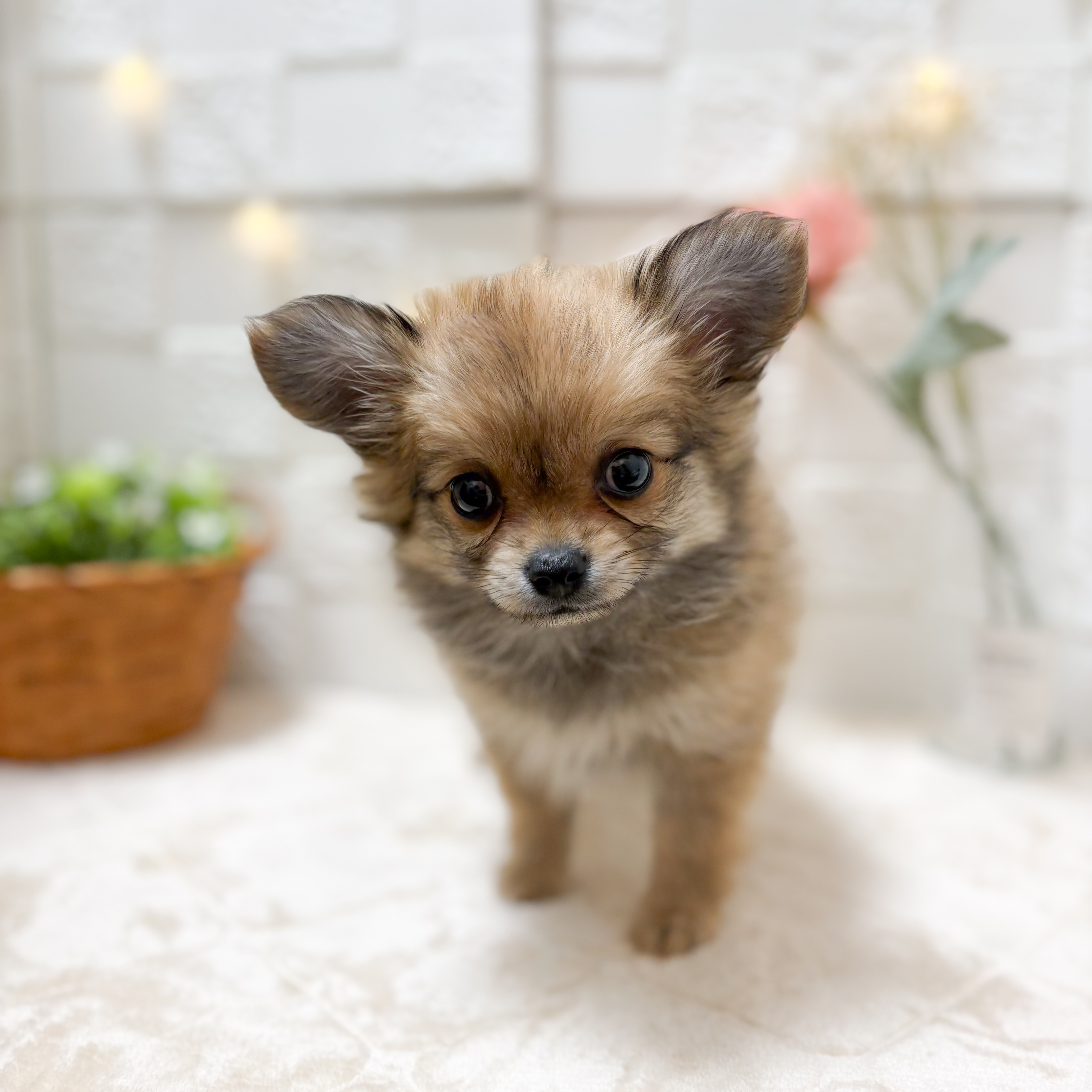 東京都のポメチワ/チワポメ/ポメチー(ポメラニアン×チワワ) (犬の家＆猫の里ペットフォレスト小平店/2026年1月23日生まれ/女の子/オレンジ)の子犬の4枚目の画像