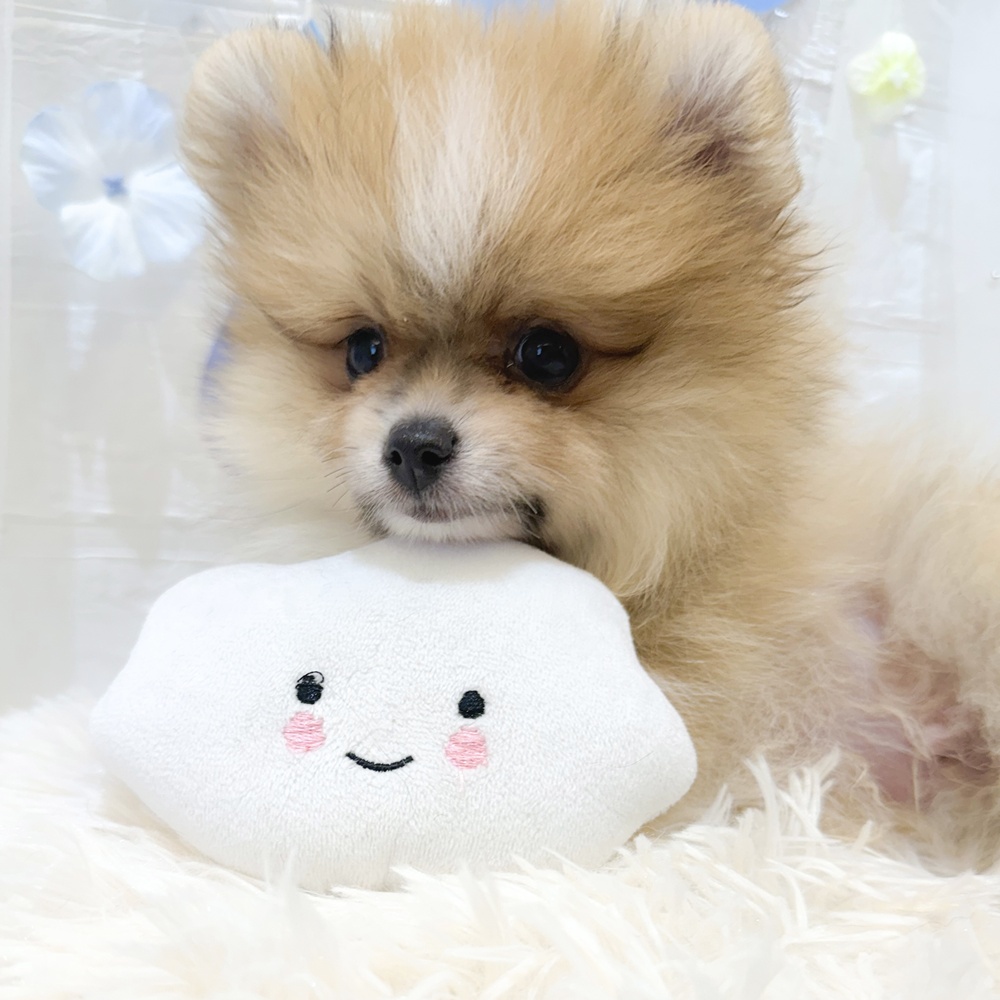 静岡県のポメラニアン (犬の家＆猫の里富士店/2025年3月29日生まれ/男の子/オレンジホワイト)の子犬の4枚目の画像