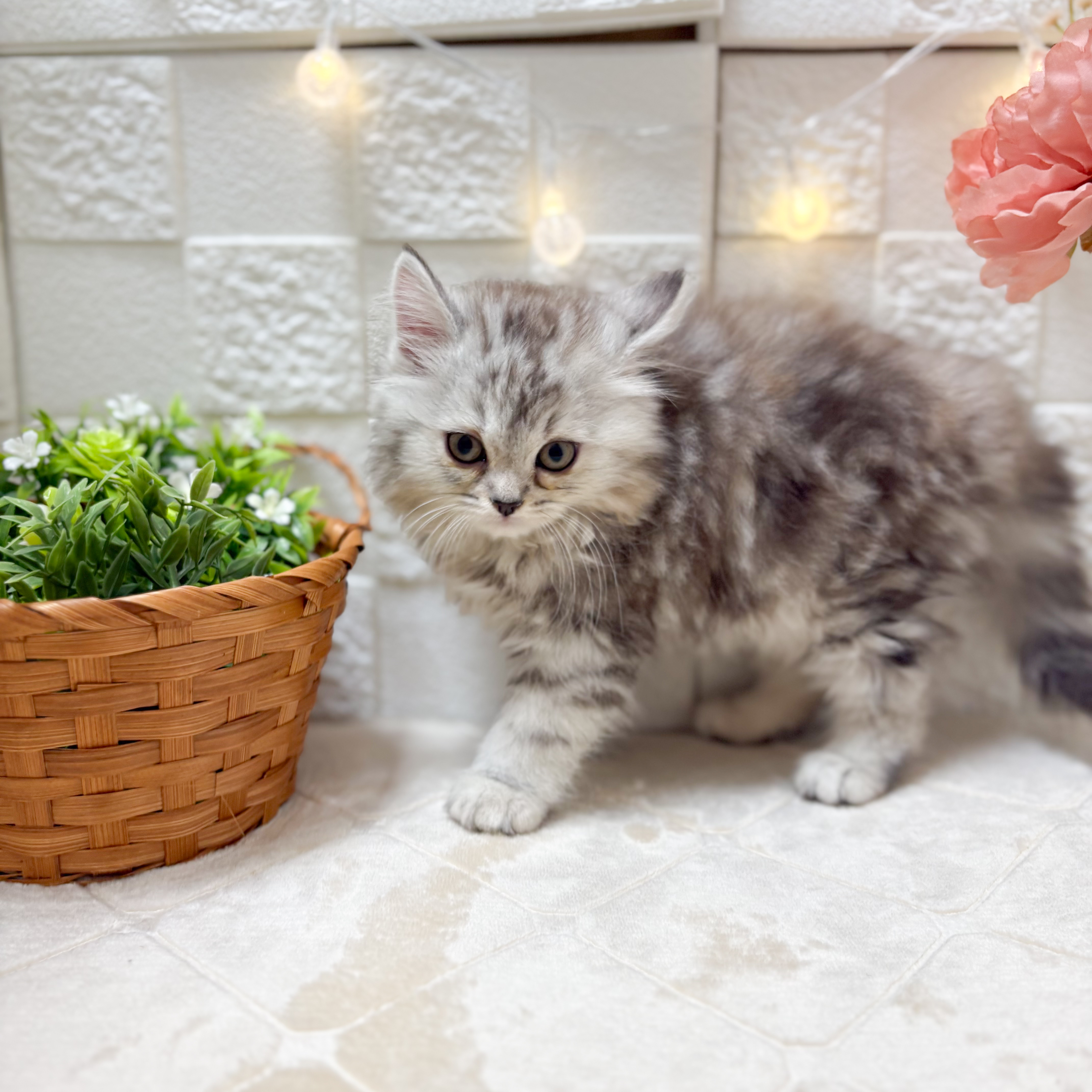 東京都のスコティッシュフォールド (犬の家＆猫の里ペットフォレスト小平店/2026年1月25日生まれ/女の子/シルバータビー)の子猫の4枚目の画像