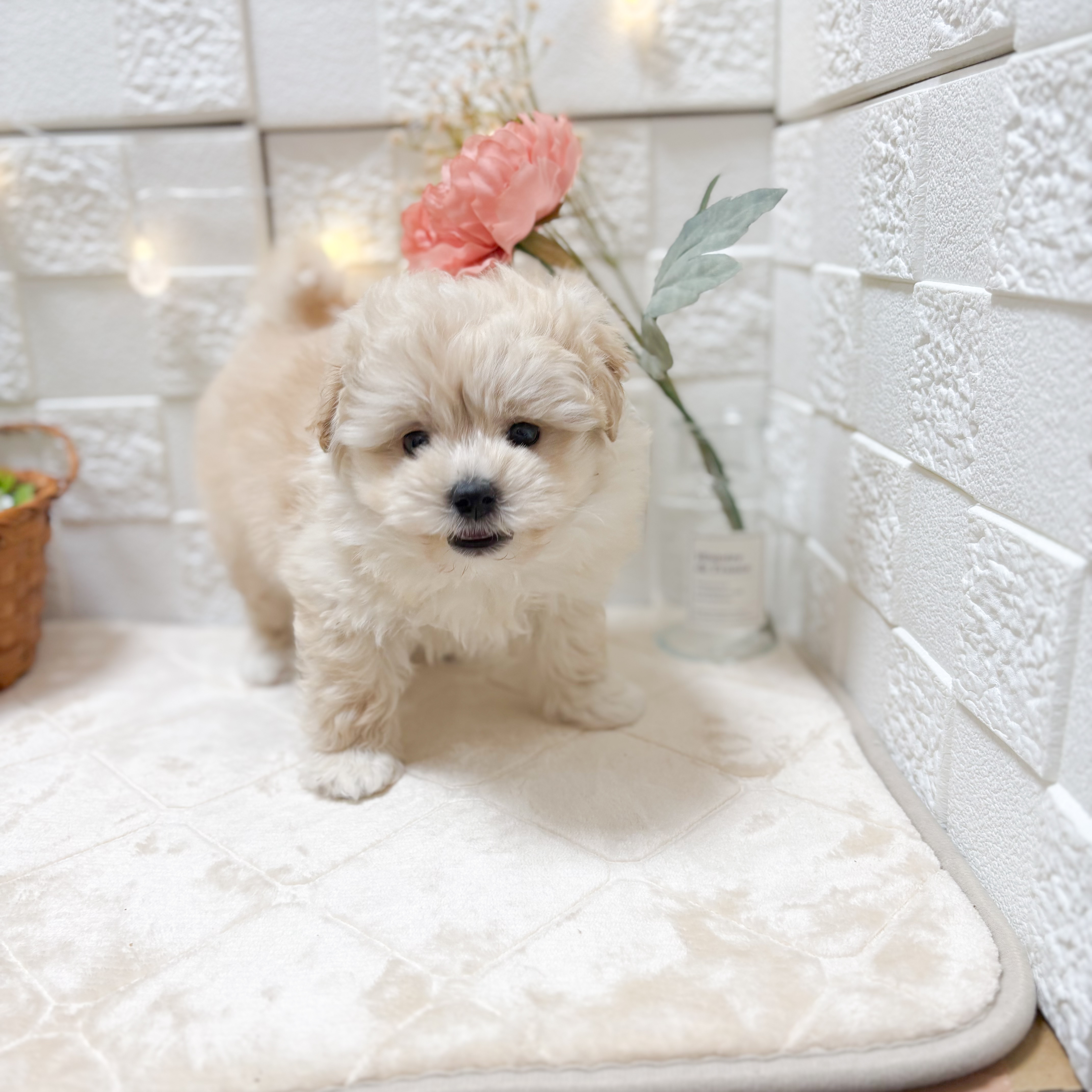 東京都のポメプー(ポメラニアン×プードル) (犬の家＆猫の里ペットフォレスト小平店/2026年1月19日生まれ/女の子/クリーム)の子犬の4枚目の画像