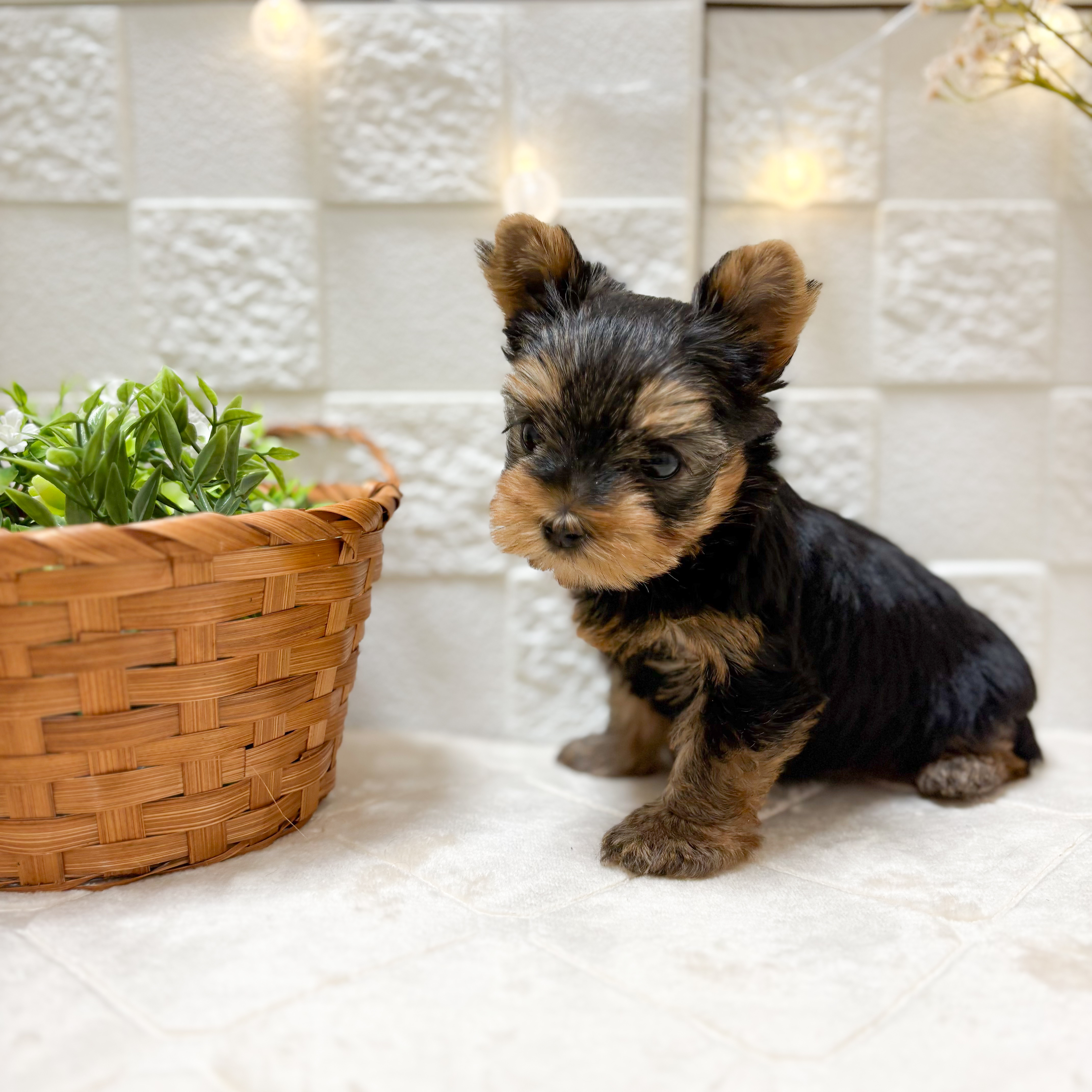 東京都のヨークシャーテリア (犬の家＆猫の里ペットフォレスト小平店/2026年1月26日生まれ/女の子/スチールブルータン)の子犬の4枚目の画像