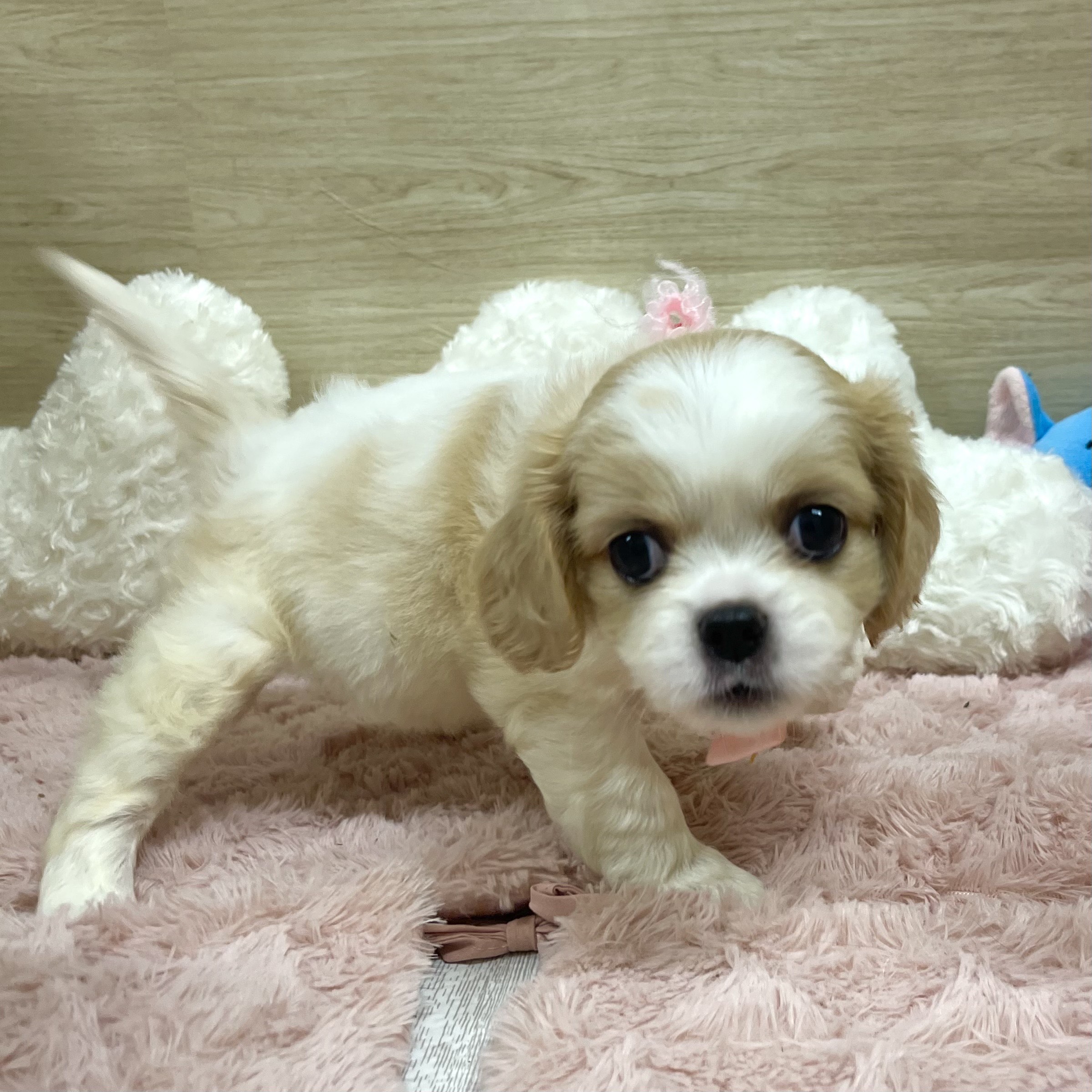 大阪府のハーフ犬・ミックス犬 (犬の家＆猫の里そよら東岸和田店/2025年6月11日生まれ/女の子/ホワイトレッド)の子犬の4枚目の画像
