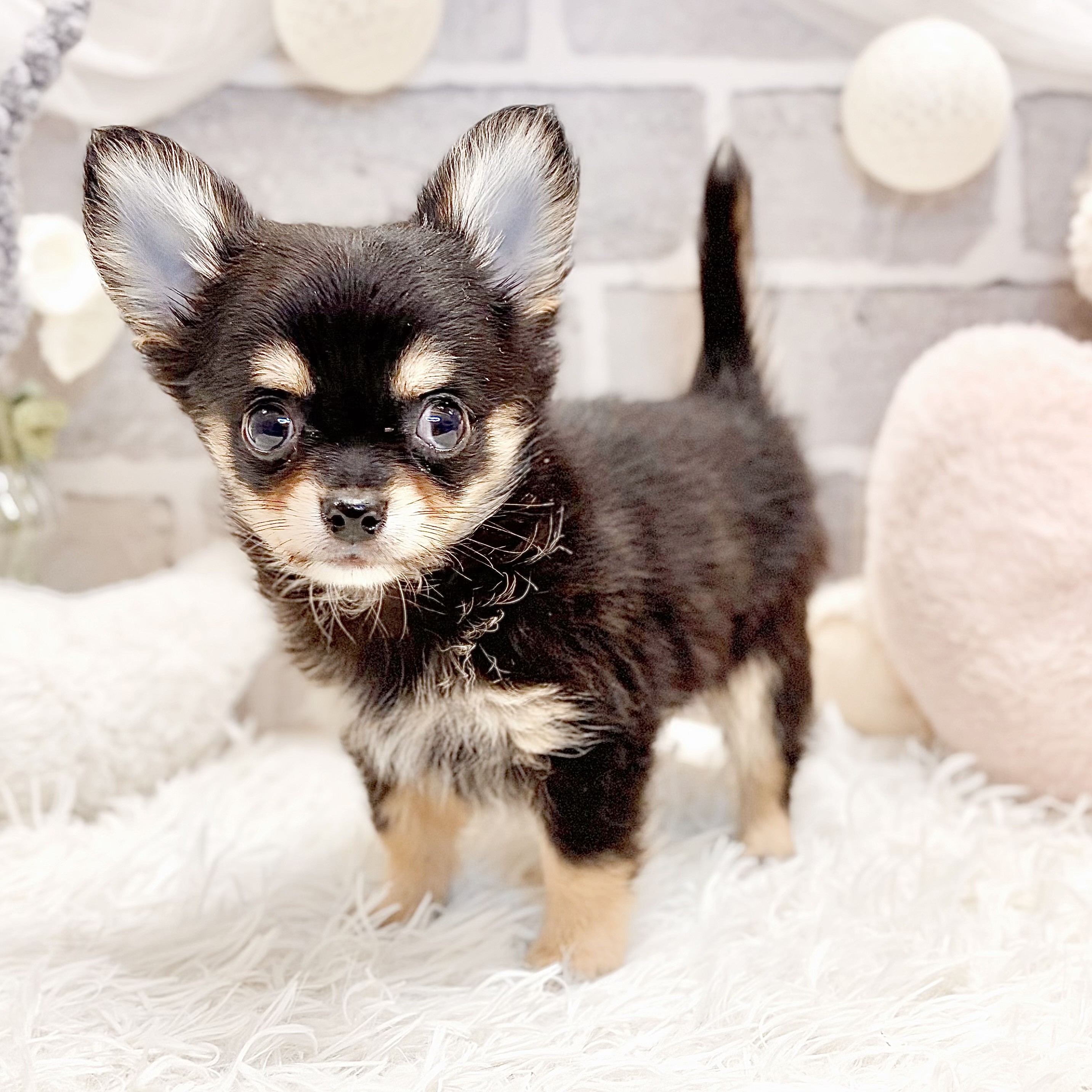 兵庫県のチワワ(ロング) (犬の家＆猫の里神戸店/2026年8月12日生まれ/男の子/ブラックタン)の子犬の4枚目の画像