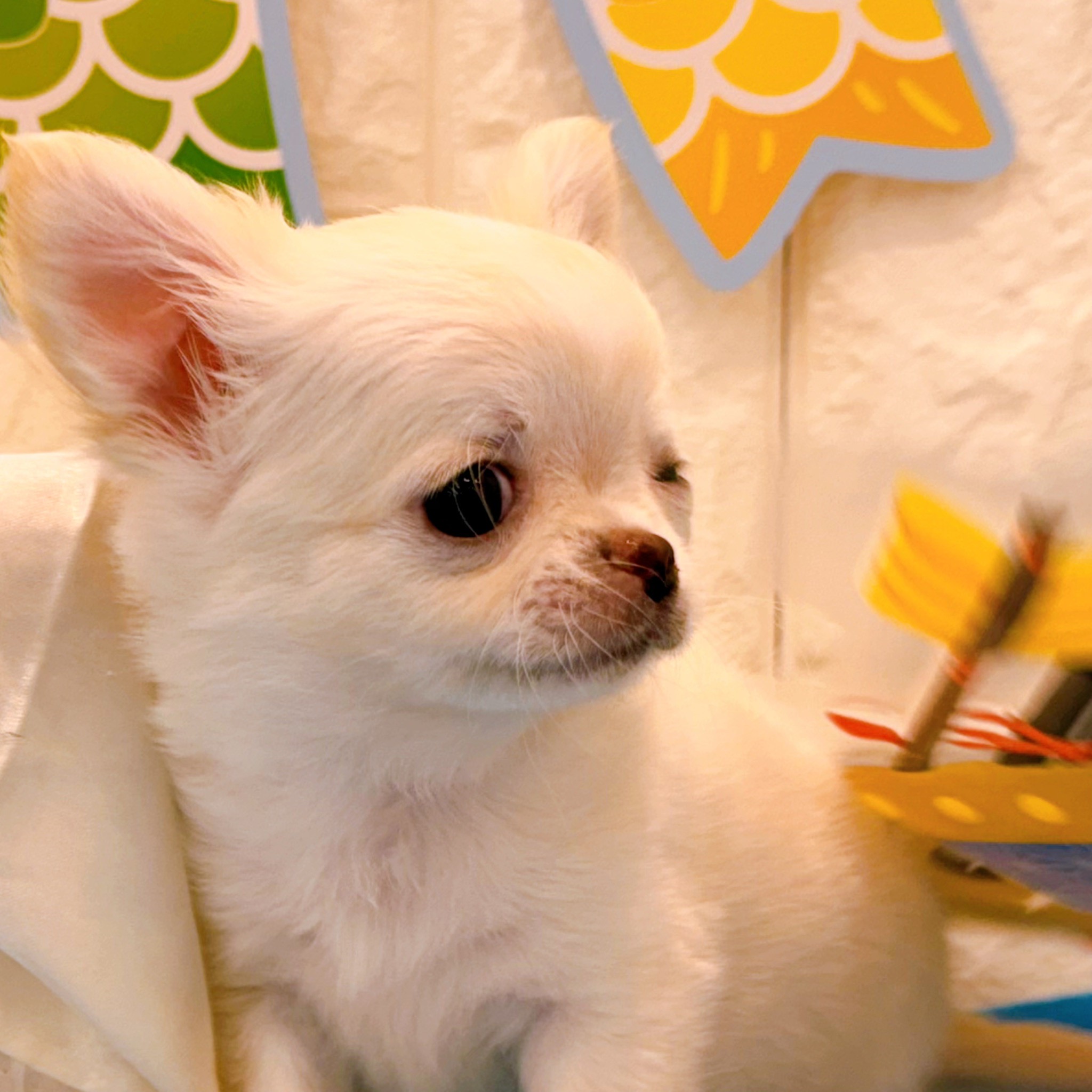 岡山県のチワワ(ロング) (犬の家＆猫の里倉敷店/2026年2月28日生まれ/女の子/クリーム)の子犬の4枚目の画像