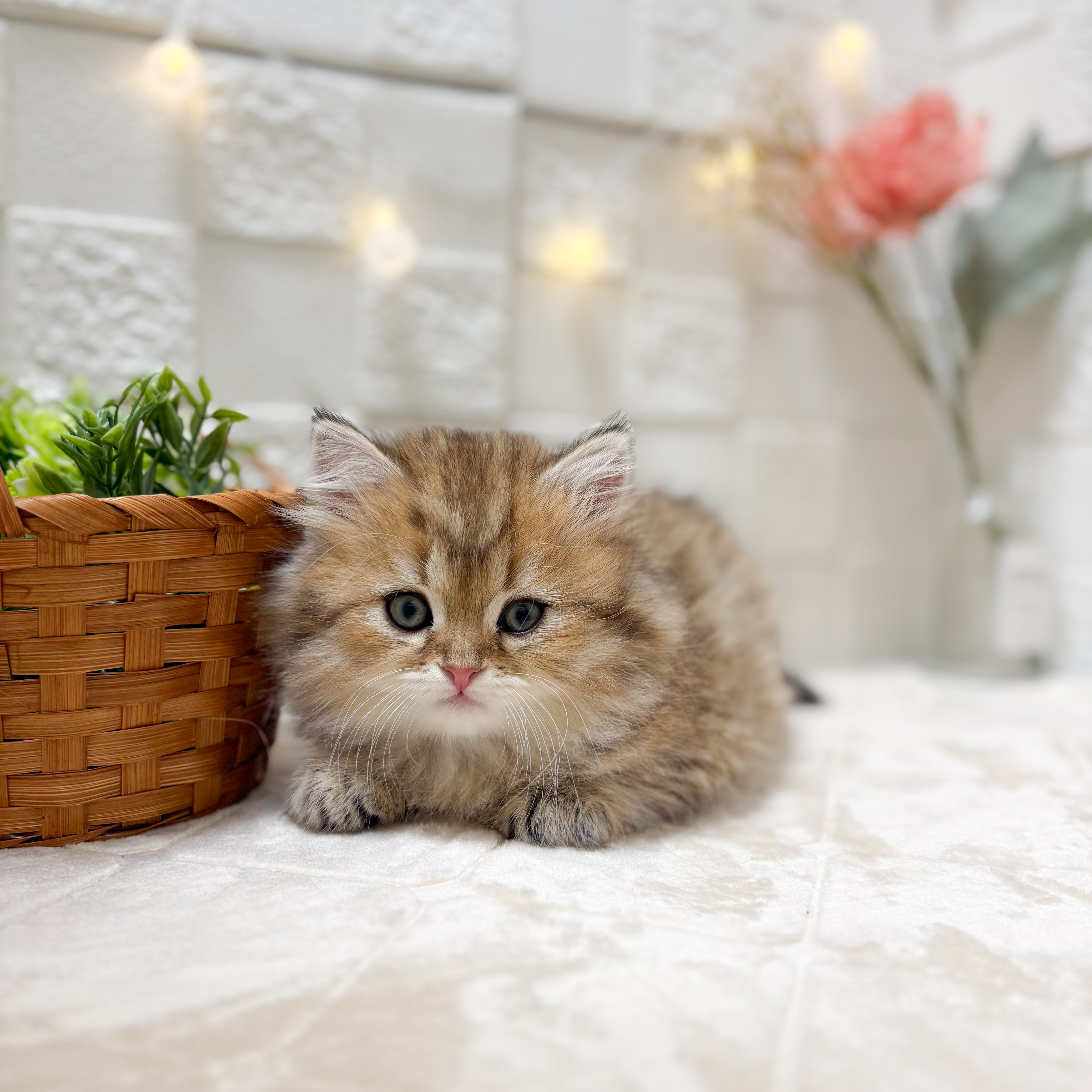 東京都のミヌエット (犬の家＆猫の里ペットフォレスト小平店/2026年1月25日生まれ/男の子/ブラウンタビー)の子猫の4枚目の画像