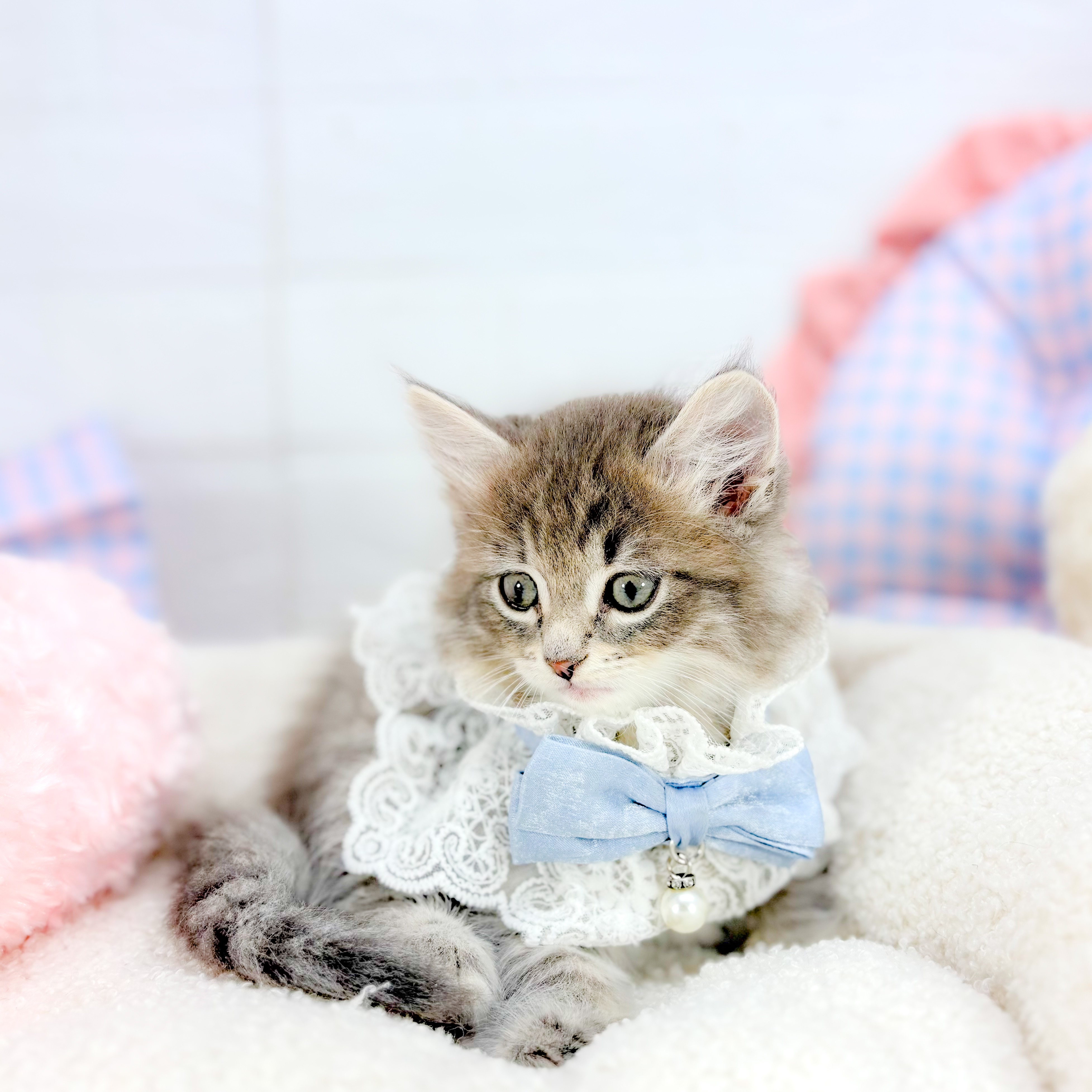 神奈川県のサイベリアン (犬の家＆猫の里元住吉ブレーメン通り店/2025年9月1日生まれ/男の子/ブルータビー)の子猫の4枚目の画像