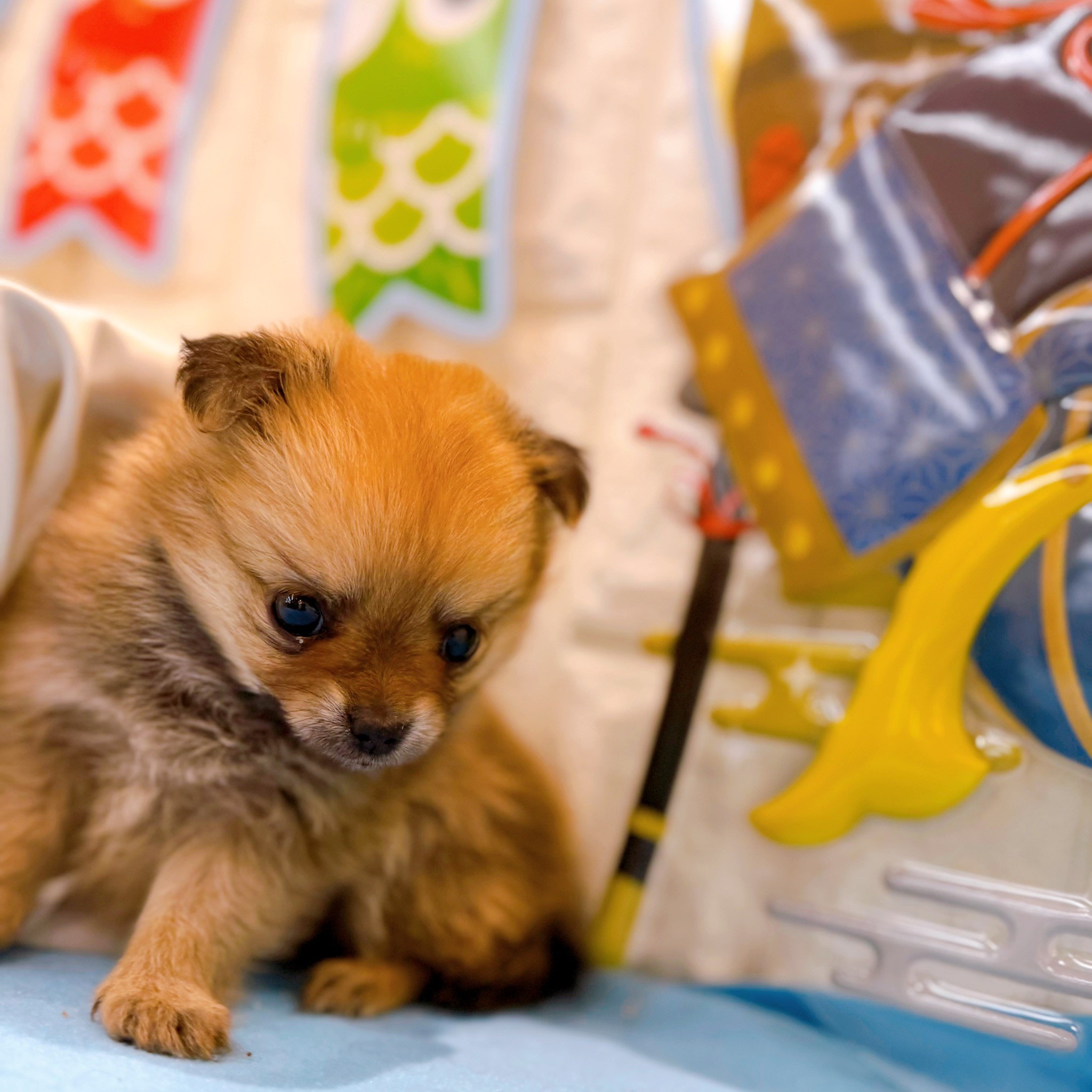 岡山県のポメチワ/チワポメ/ポメチー(ポメラニアン×チワワ) (犬の家＆猫の里倉敷店/2026年3月1日生まれ/女の子/フォーン)の子犬の4枚目の画像
