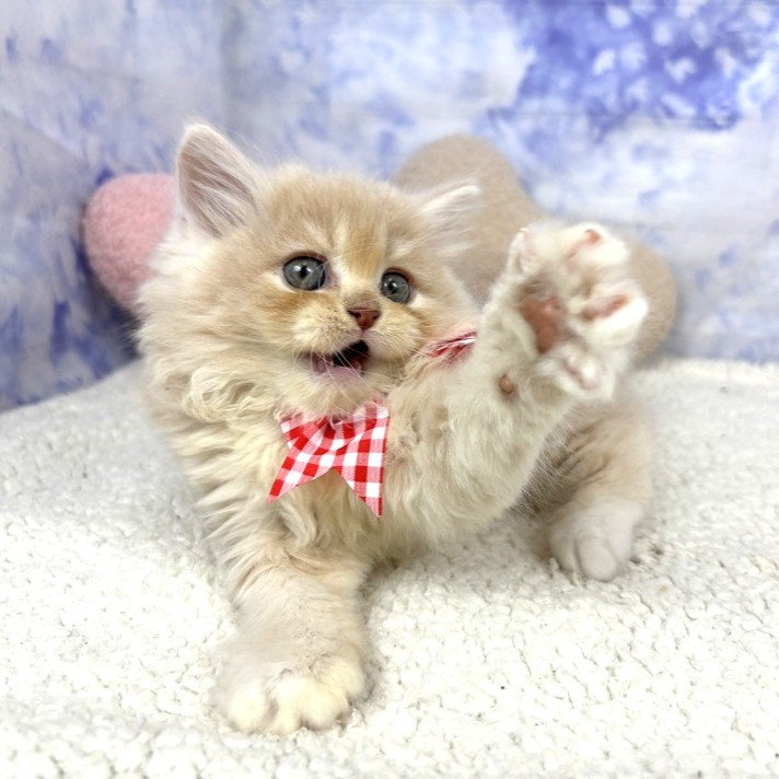 兵庫県のサイベリアン (犬の家＆猫の里川西店/2026年4月27日生まれ/女の子/クリームタビーホワイト)の子猫の4枚目の画像
