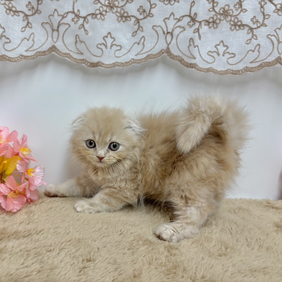 神奈川県のスコティッシュフォールド (犬の家＆猫の里相模原店/2025年11月27日生まれ/男の子/クリーム)の子猫の4枚目の画像