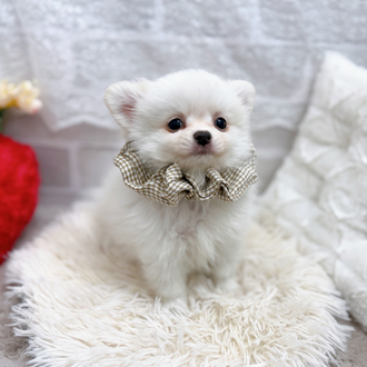 滋賀県のポメチワ/チワポメ/ポメチー(ポメラニアン×チワワ) (犬の家＆猫の里長浜店/2025年11月29日生まれ/男の子/ホワイトクリーム)の子犬の4枚目の画像