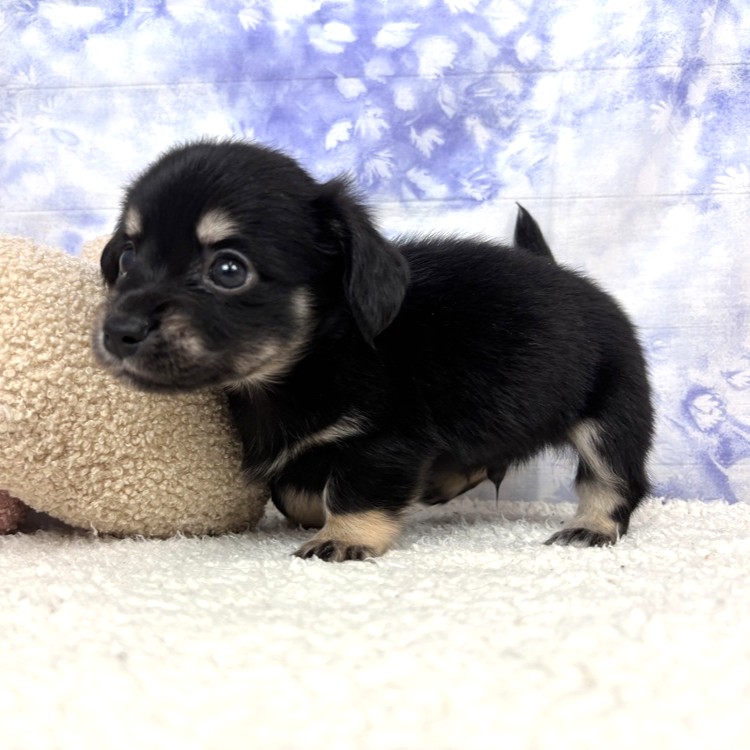 兵庫県のチワックス(チワワ×ダックス) (犬の家＆猫の里川西店/2026年4月29日生まれ/男の子/ブラックタン)の子犬の4枚目の画像