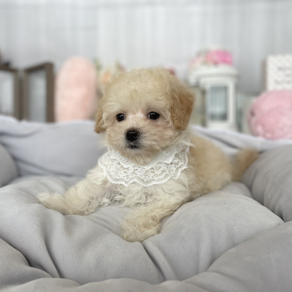 ハーフ犬の画像4