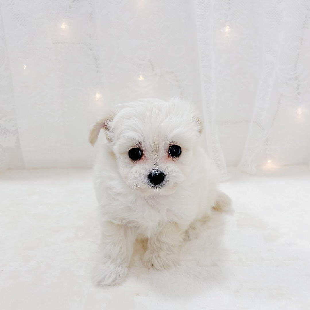 千葉県のチワプー/プーチー(チワワ×プードル) (犬の家＆猫の里BIGHOPガーデンモール印西店/2026年1月13日生まれ/男の子/クリーム)の子犬の1枚目の画像