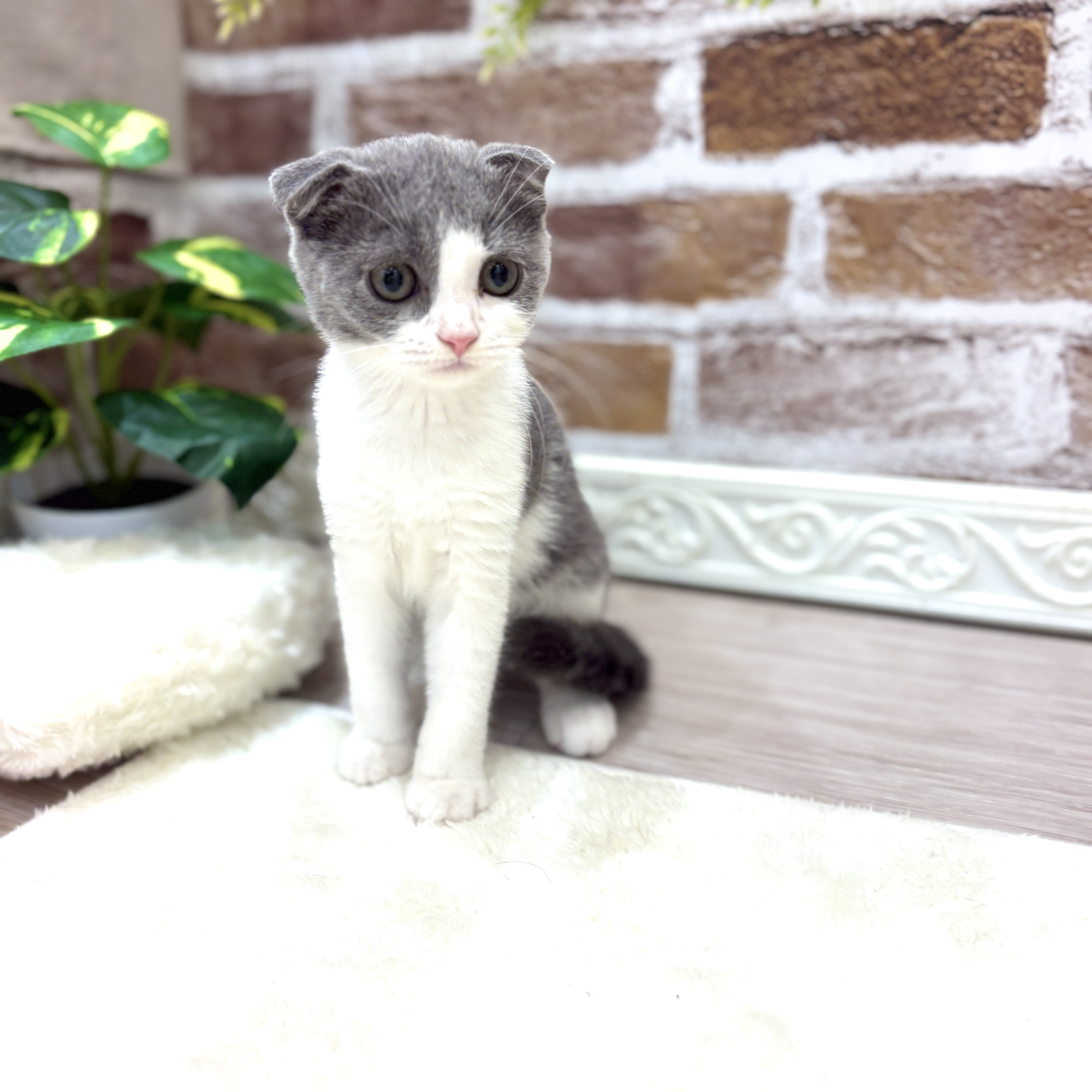 三重県のスコティッシュフォールド (犬の家＆猫の里三重桑名店/2026年5月1日生まれ/男の子/ブルータビーホワイト)の子猫の4枚目の画像