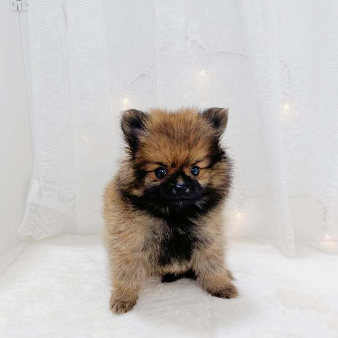 千葉県のポメラニアン (犬の家＆猫の里BIGHOPガーデンモール印西店/2026年1月11日生まれ/女の子/オレンジ)の子犬の1枚目の画像