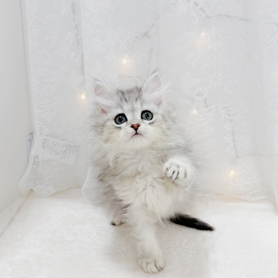 千葉県のミヌエット (犬の家＆猫の里BIGHOPガーデンモール印西店/2026年1月12日生まれ/男の子/シルバータビー)の子猫の4枚目の画像