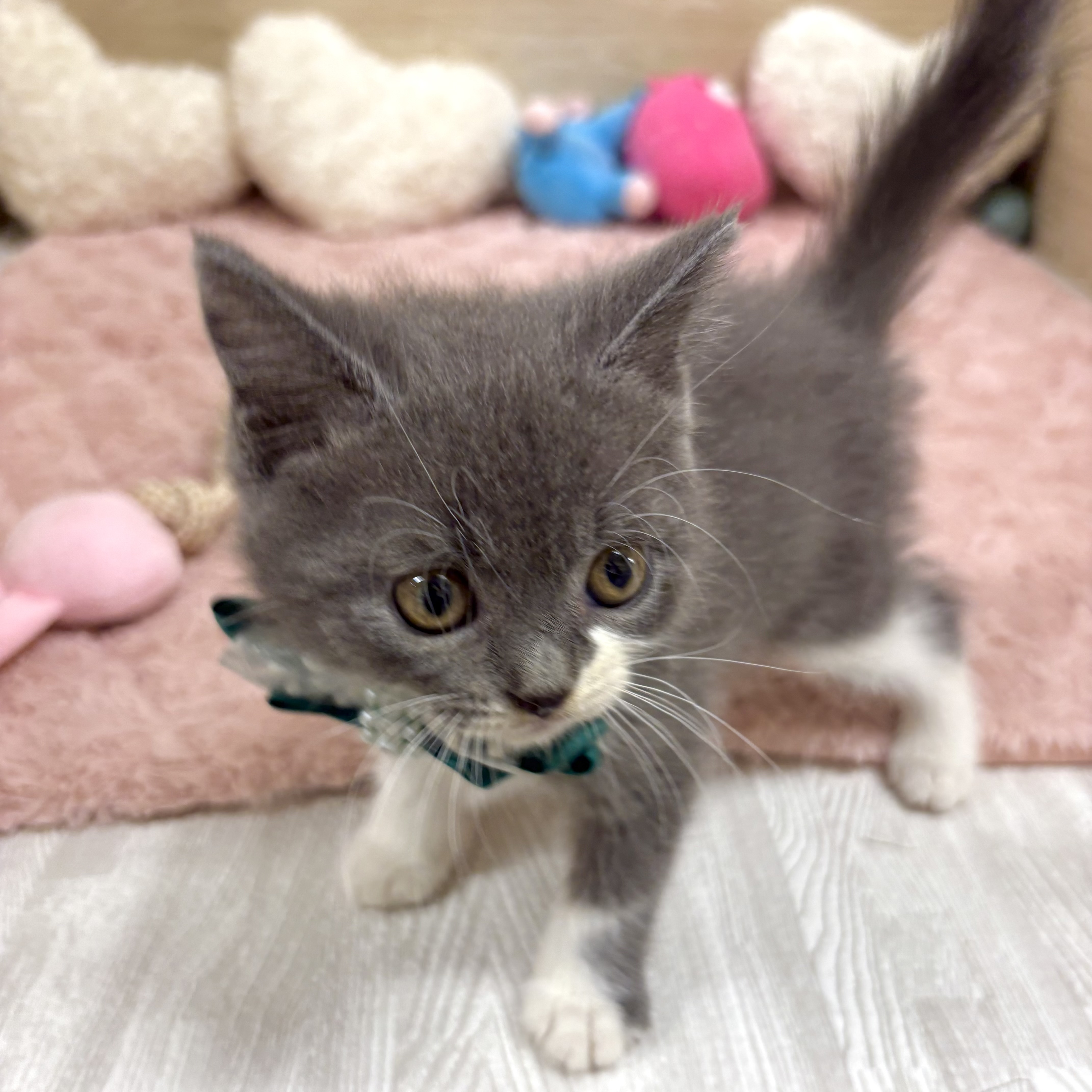 大阪府のマンチカン (犬の家＆猫の里そよら東岸和田店/2025年5月31日生まれ/男の子/ブルーホワイト)の子猫の4枚目の画像