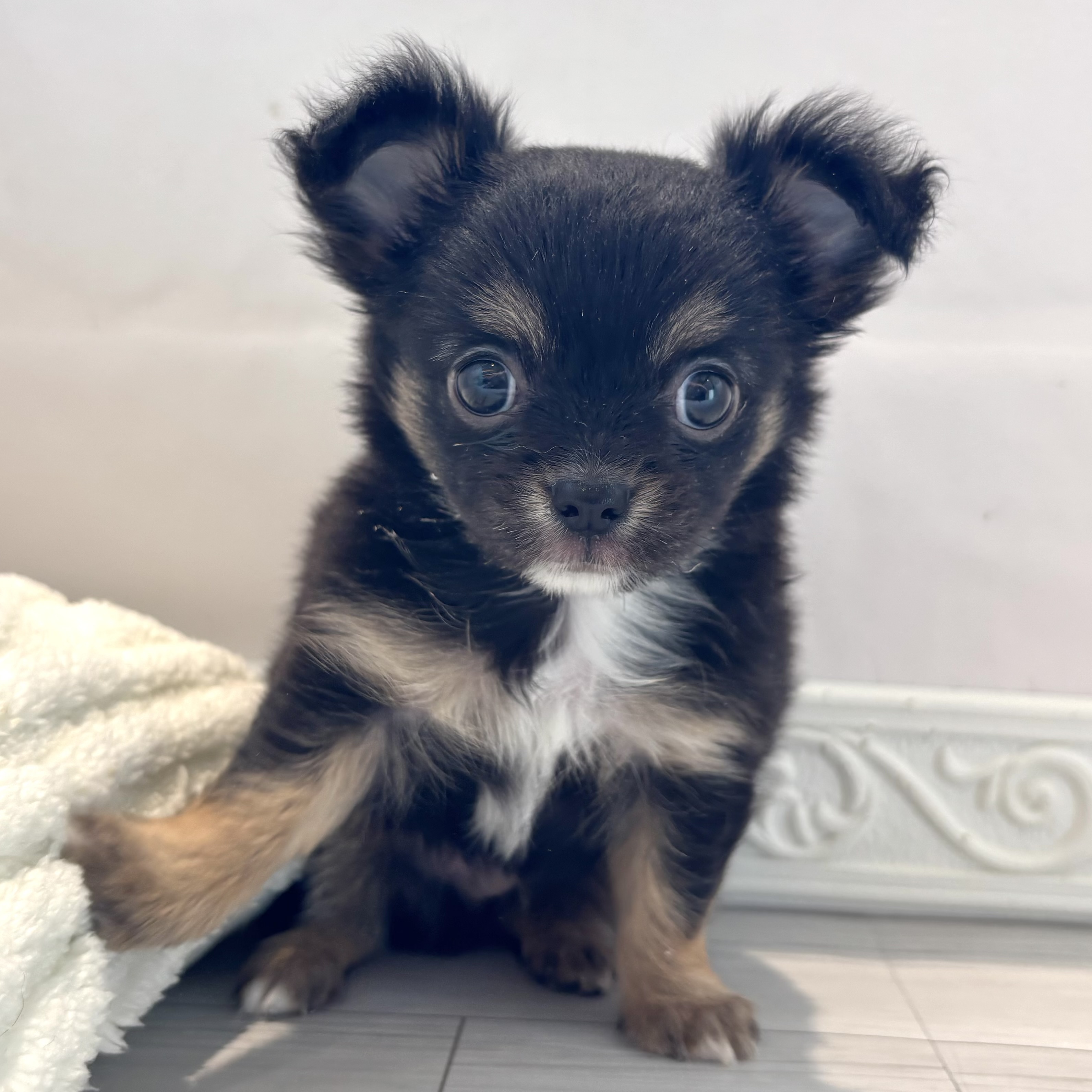 愛知県のチワワ(ロング) (犬の家＆猫の里春日井本店/2026年1月26日生まれ/男の子/ブラックタンホワイト)の子犬の4枚目の画像