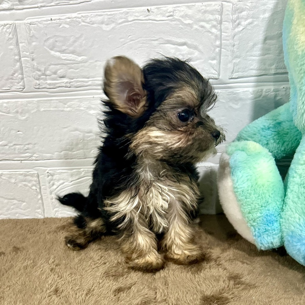 兵庫県のマルキー/マルヨーキー(マルチーズ×ヨークシャーテリア) (犬の家＆猫の里ニッケパークタウン加古川店/2025年10月4日生まれ/女の子/スチールブルータン)の子犬の4枚目の画像