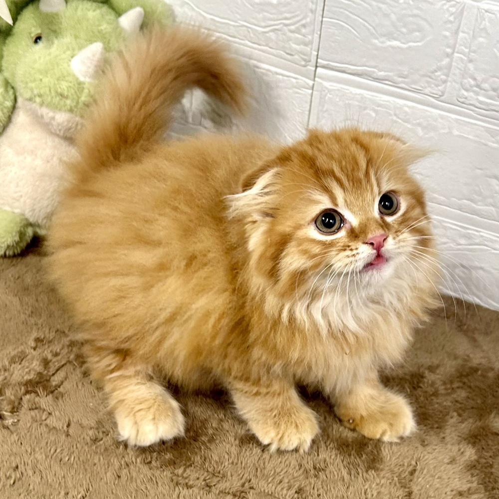 兵庫県のスコティッシュフォールド (犬の家＆猫の里ニッケパークタウン加古川店/2025年10月4日生まれ/男の子/レッドタビー)の子猫の4枚目の画像