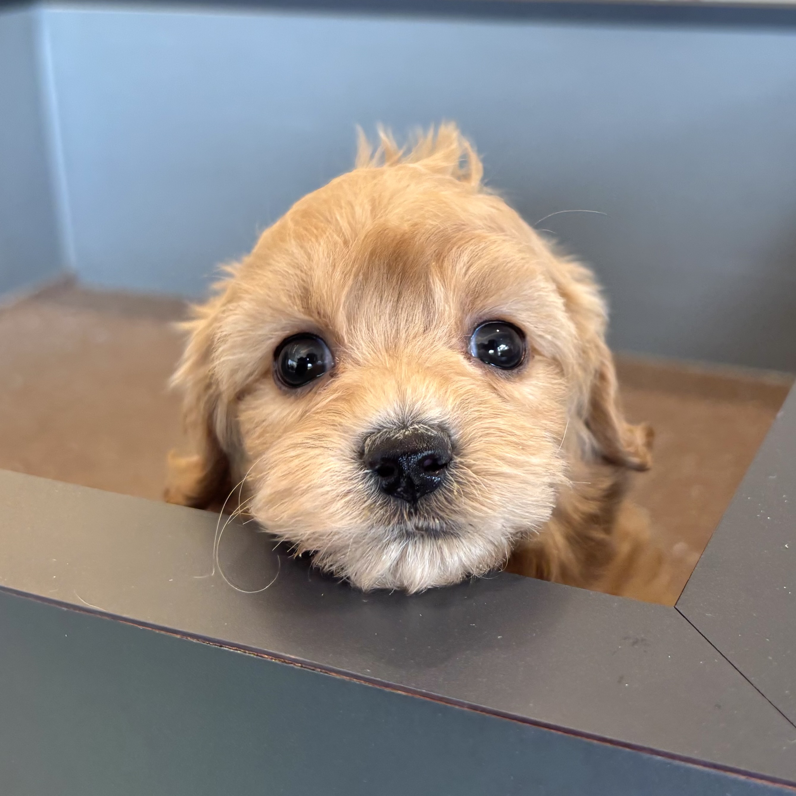 愛知県のハーフ犬・ミックス犬 (犬の家＆猫の里春日井本店/2026年1月25日生まれ/男の子/クリーム)の子犬の4枚目の画像