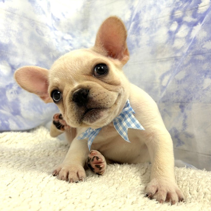 兵庫県のフレンチブルドッグ (犬の家＆猫の里川西店/2026年5月2日生まれ/男の子/クリーム)の子犬の4枚目の画像