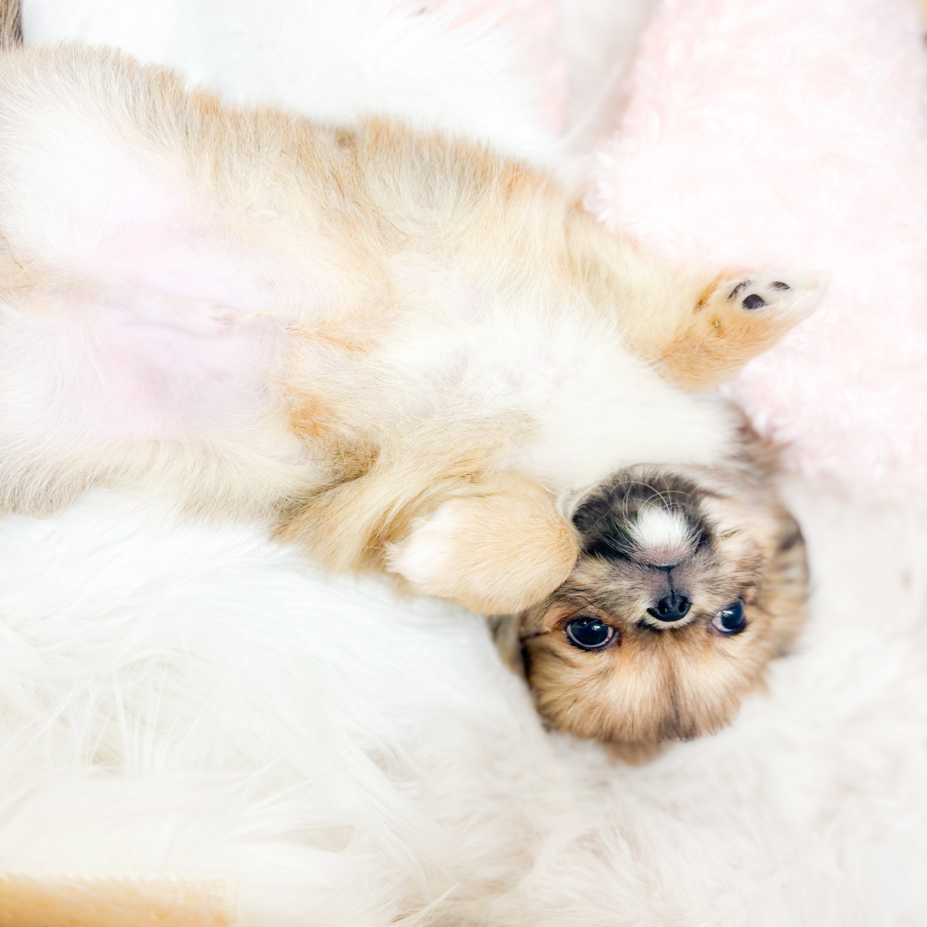 神奈川県のチワペキ/ペキチー/ペキチワ(チワワ×ペキニーズ) (犬の家＆猫の里元住吉ブレーメン通り店/2025年10月31日生まれ/男の子/フォーン)の子犬の4枚目の画像