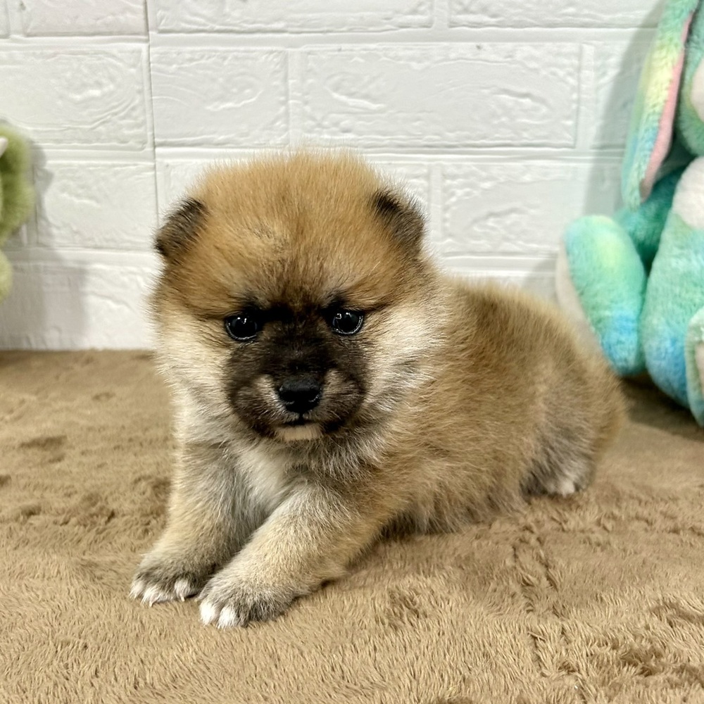 兵庫県のポメ柴/豆ポメ/ポメ豆柴(ポメラニアン×柴犬) (犬の家＆猫の里ニッケパークタウン加古川店/2025年10月3日生まれ/男の子/赤)の子犬の4枚目の画像
