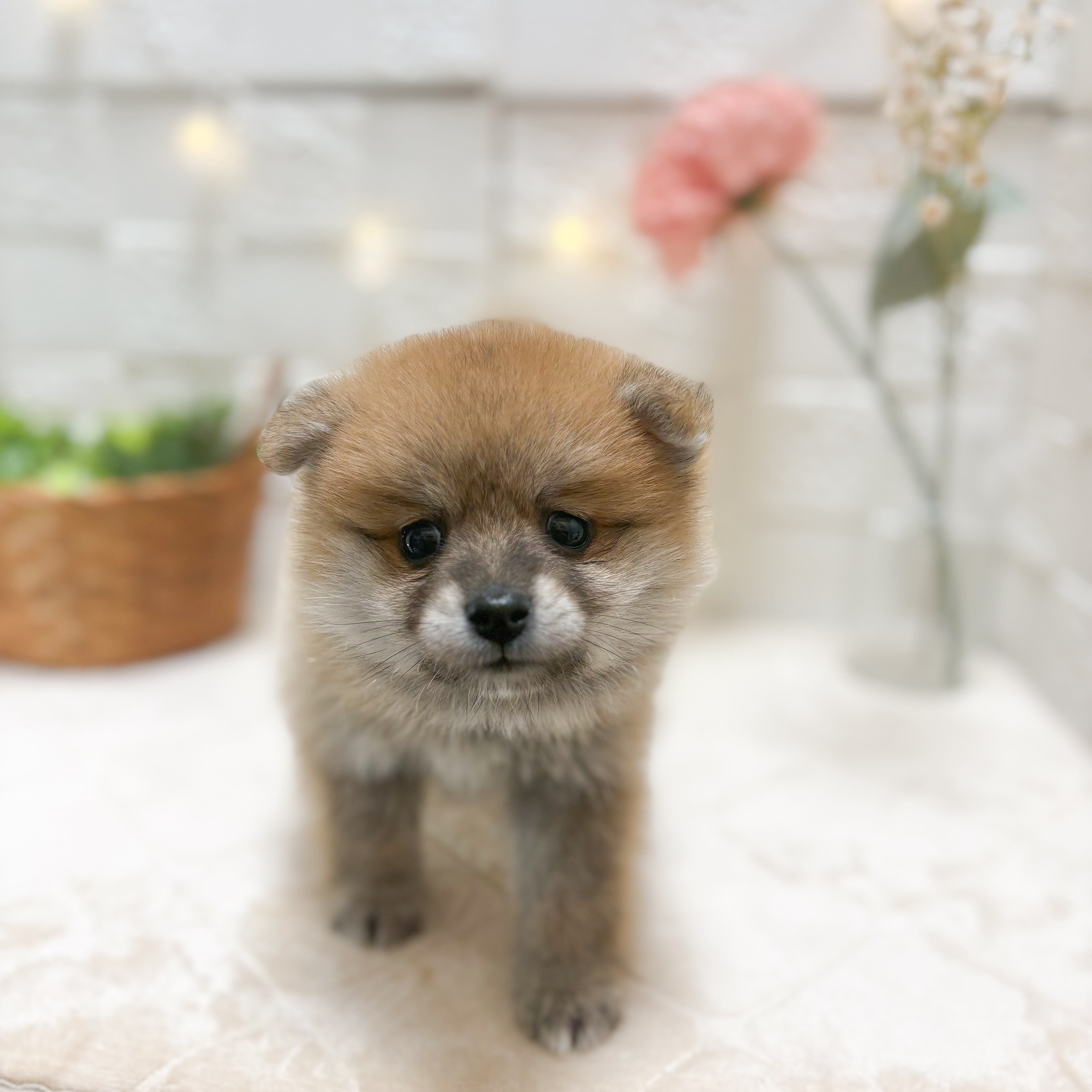 東京都のポメ柴/豆ポメ/ポメ豆柴(ポメラニアン×柴犬) (犬の家＆猫の里ペットフォレスト小平店/2026年2月10日生まれ/男の子/赤)の子犬の4枚目の画像