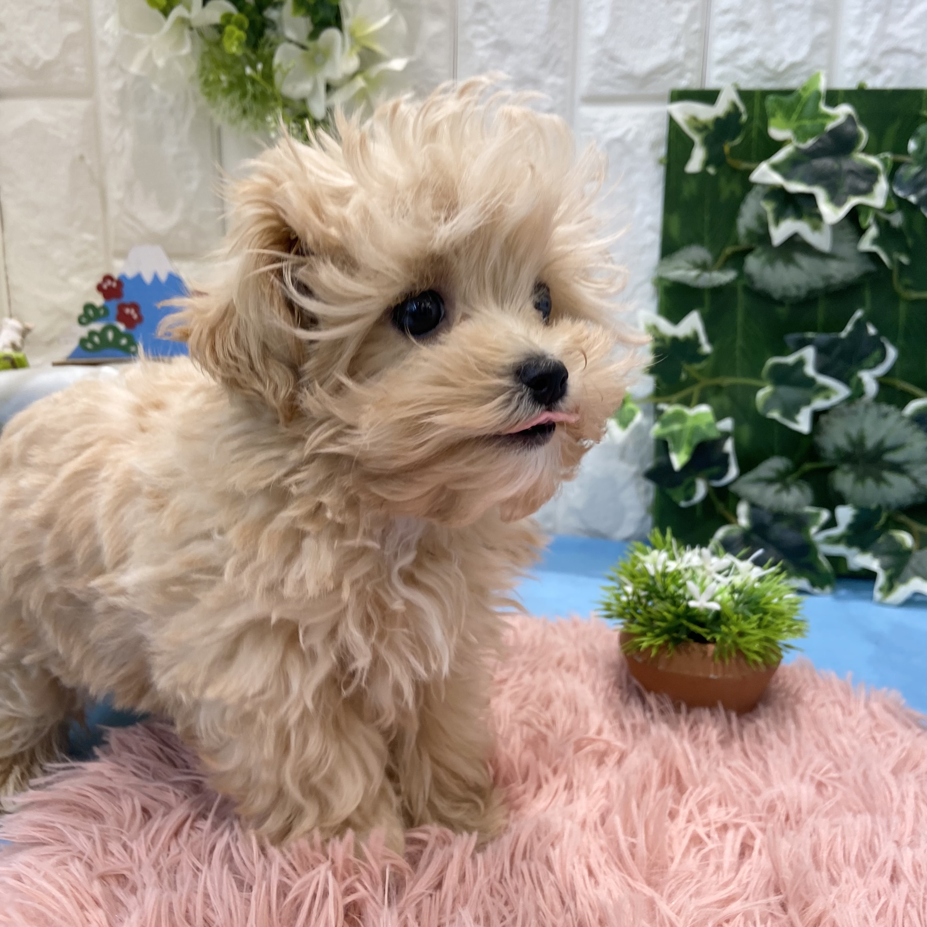 岡山県のマルプー(マルチーズ×プードル) (犬の家＆猫の里倉敷店/2026年2月10日生まれ/男の子/アプリコット)の子犬の4枚目の画像