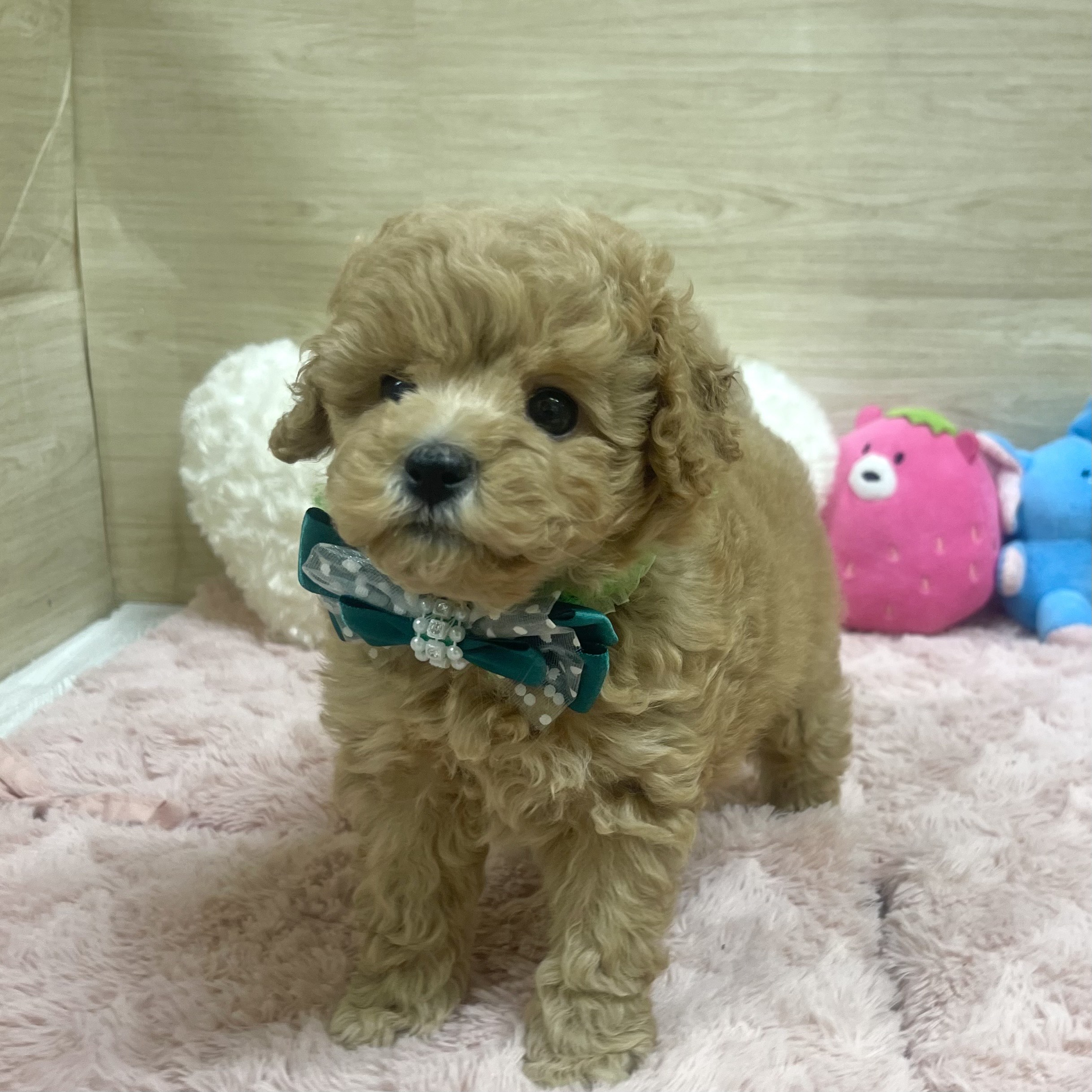 大阪府のトイプードル(トイ) (犬の家＆猫の里そよら東岸和田店/2025年6月21日生まれ/男の子/アプリコット)の子犬の4枚目の画像