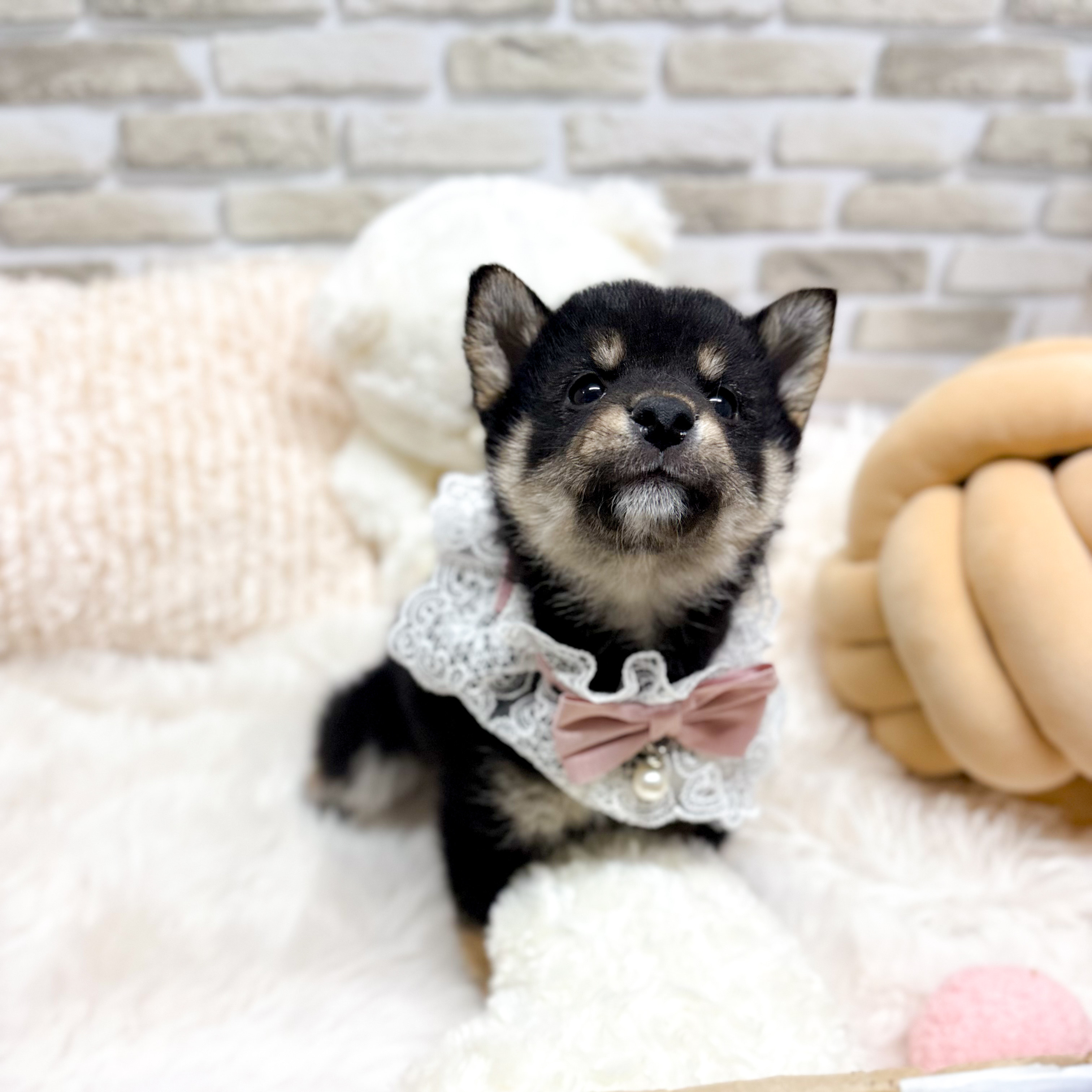 神奈川県の柴犬(標準サイズ) (犬の家＆猫の里モザイクモール港北店/2025年10月21日生まれ/女の子/黒)の子犬の4枚目の画像