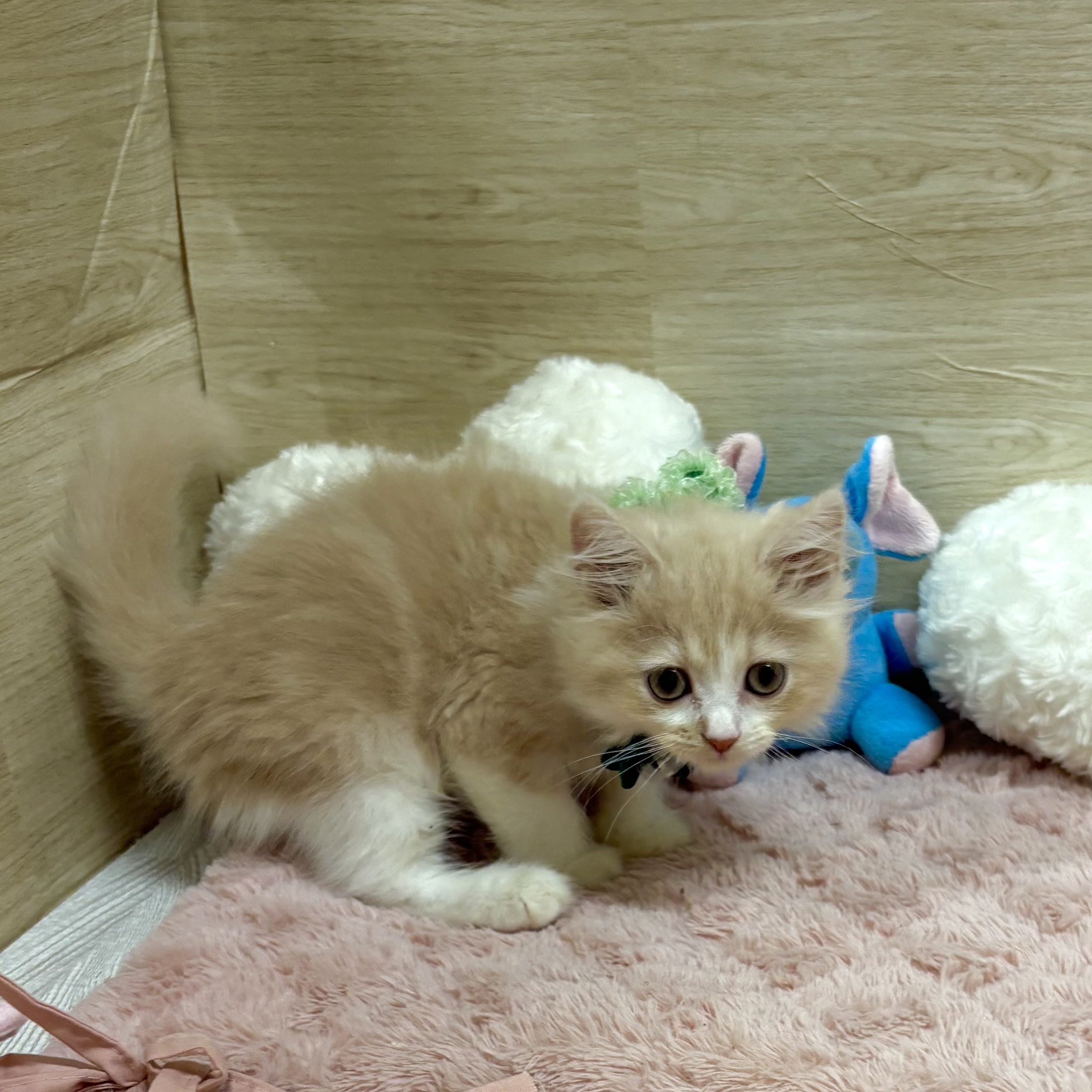 大阪府のスコティッシュフォールド (犬の家＆猫の里そよら東岸和田店/2025年5月29日生まれ/男の子/クリームホワイト)の子猫の4枚目の画像