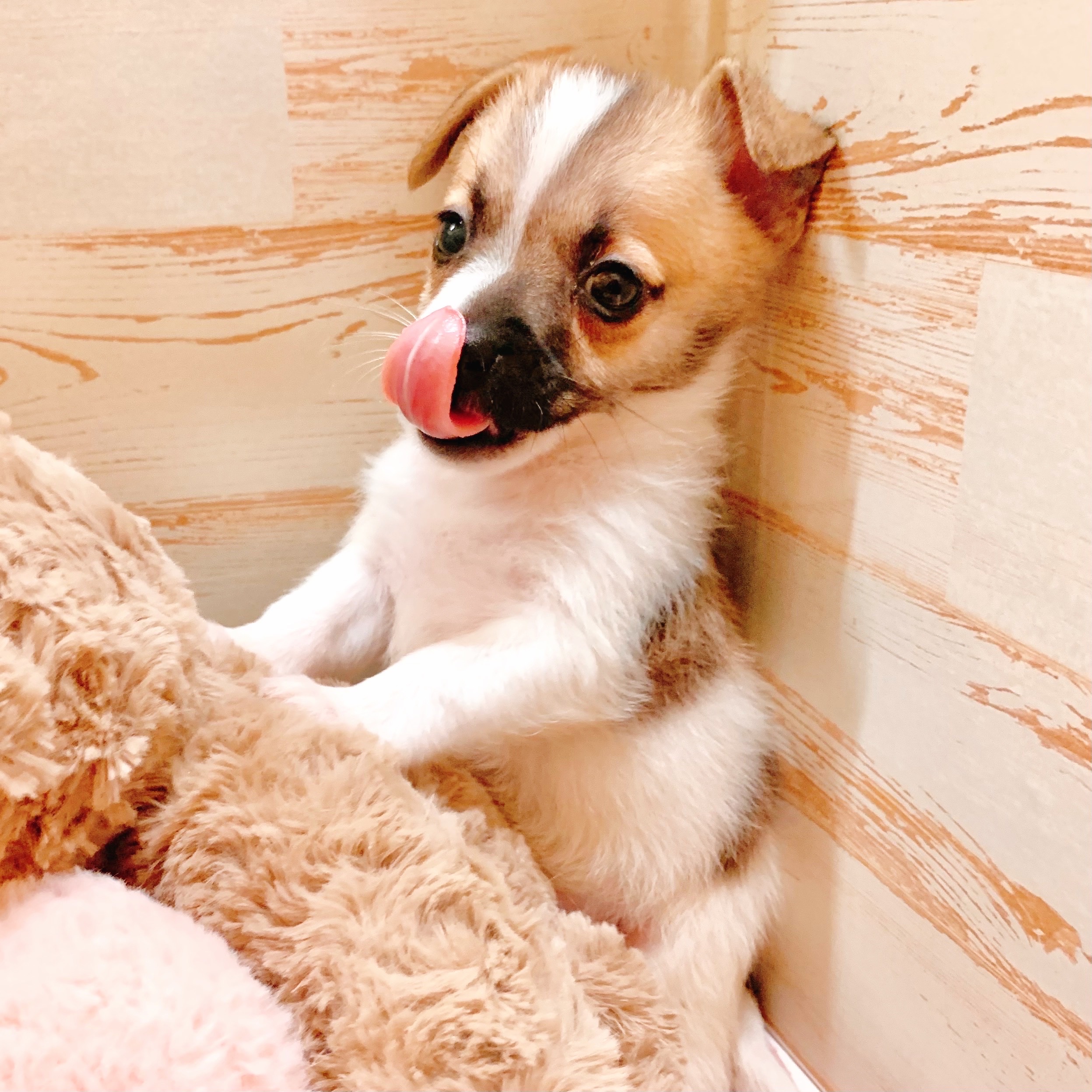 兵庫県のハーフ犬・ミックス犬 (犬の家＆猫の里神戸店/2025年8月8日生まれ/男の子/パーティーカラー)の子犬の4枚目の画像