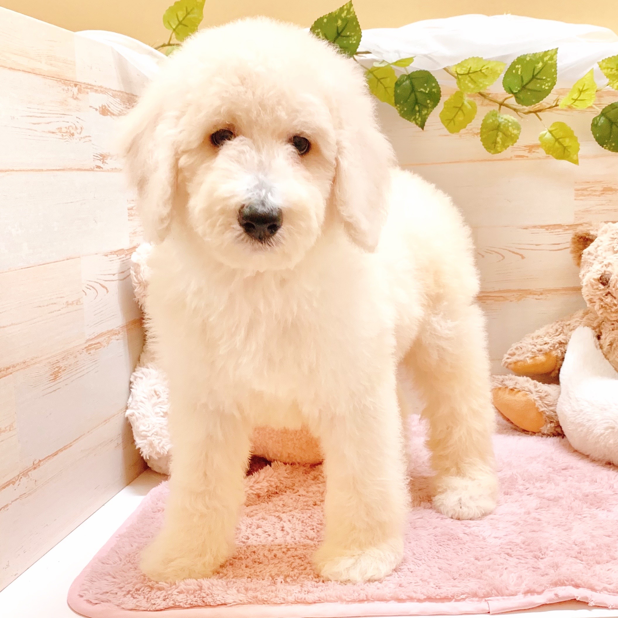 兵庫県のスタンダードプードル (犬の家＆猫の里神戸店/2025年8月8日生まれ/男の子/ホワイト)の子犬の4枚目の画像