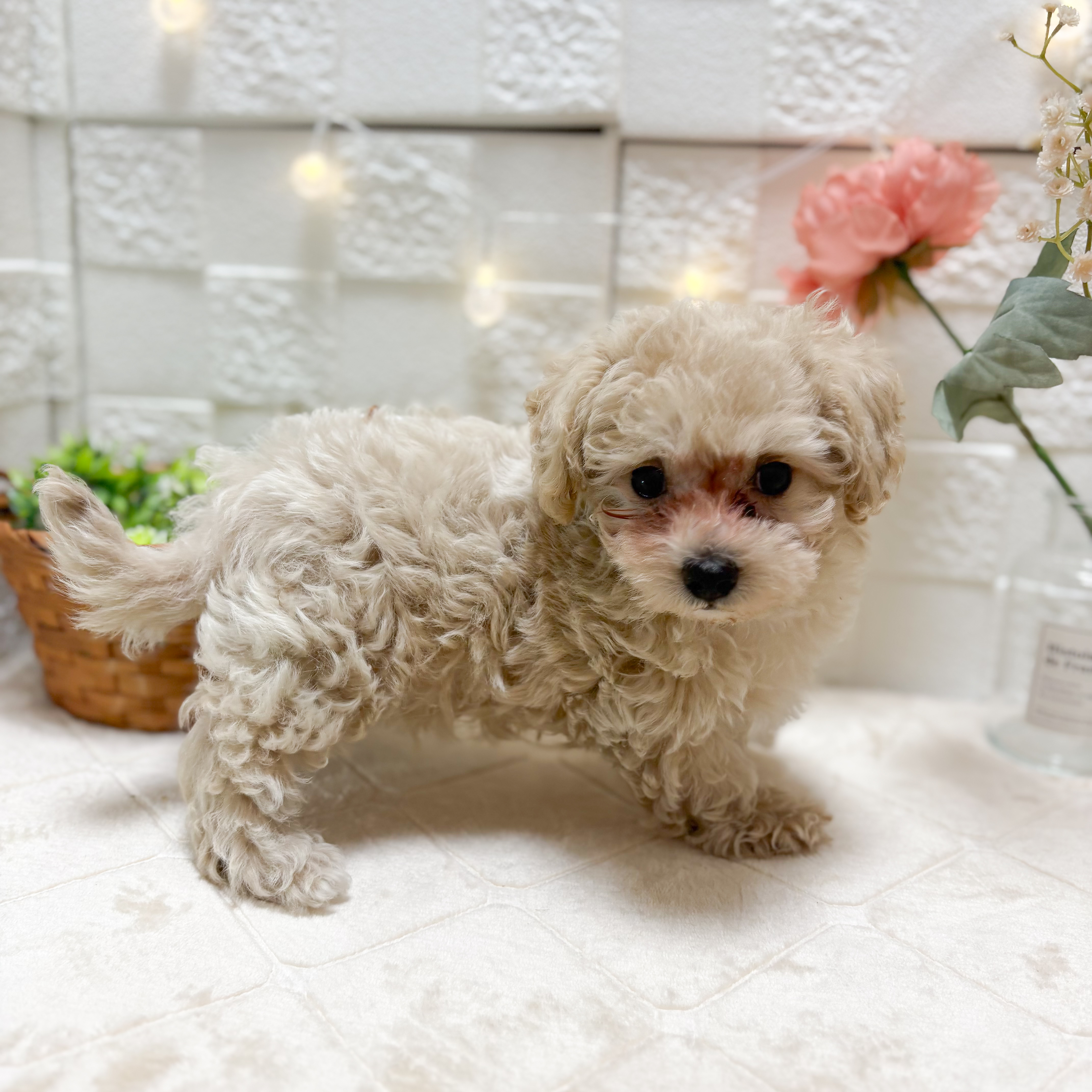 東京都のマルプー(マルチーズ×プードル) (犬の家＆猫の里ペットフォレスト小平店/2026年2月8日生まれ/男の子/クリーム)の子犬の4枚目の画像