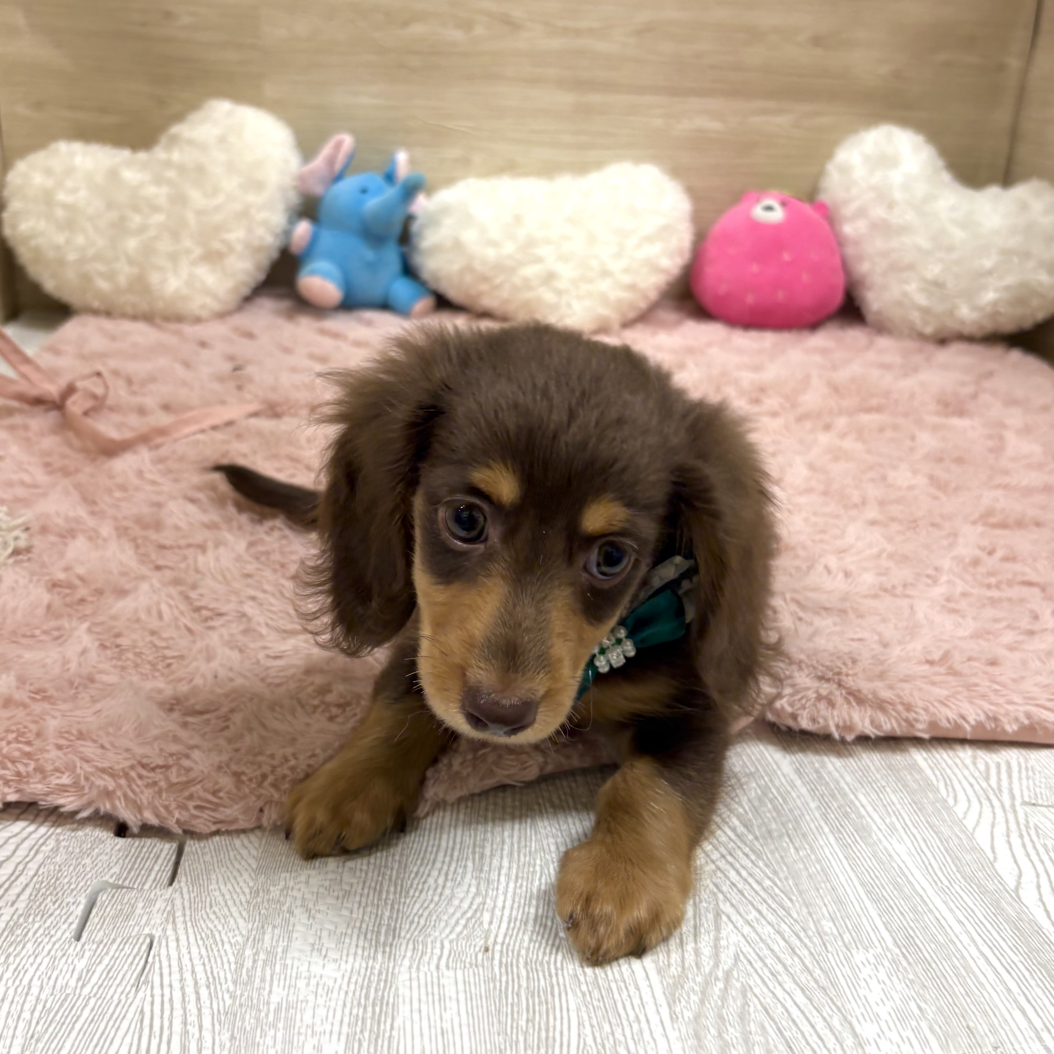 大阪府のミニチュアダックスフンド(ロング) (犬の家＆猫の里そよら東岸和田店/2025年5月30日生まれ/男の子/チョコレートタン)の子犬の4枚目の画像