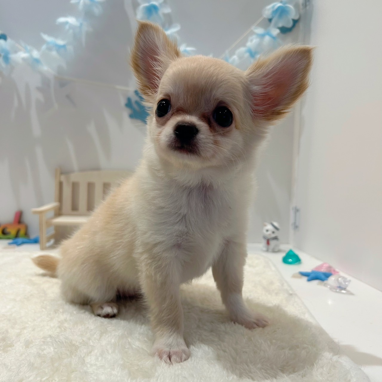 岡山県のチワワ(ロング) (犬の家＆猫の里天満屋ハピーズ西大寺モール店/2026年6月11日生まれ/女の子/クリーム)の子犬の4枚目の画像