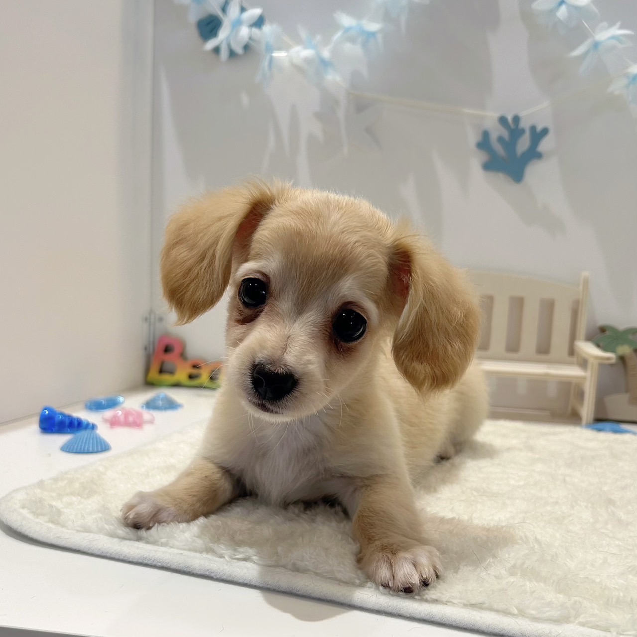 岡山県のチワックス(チワワ×ダックス) (犬の家＆猫の里天満屋ハピーズ西大寺モール店/2026年6月17日生まれ/女の子/クリームホワイト)の子犬の4枚目の画像