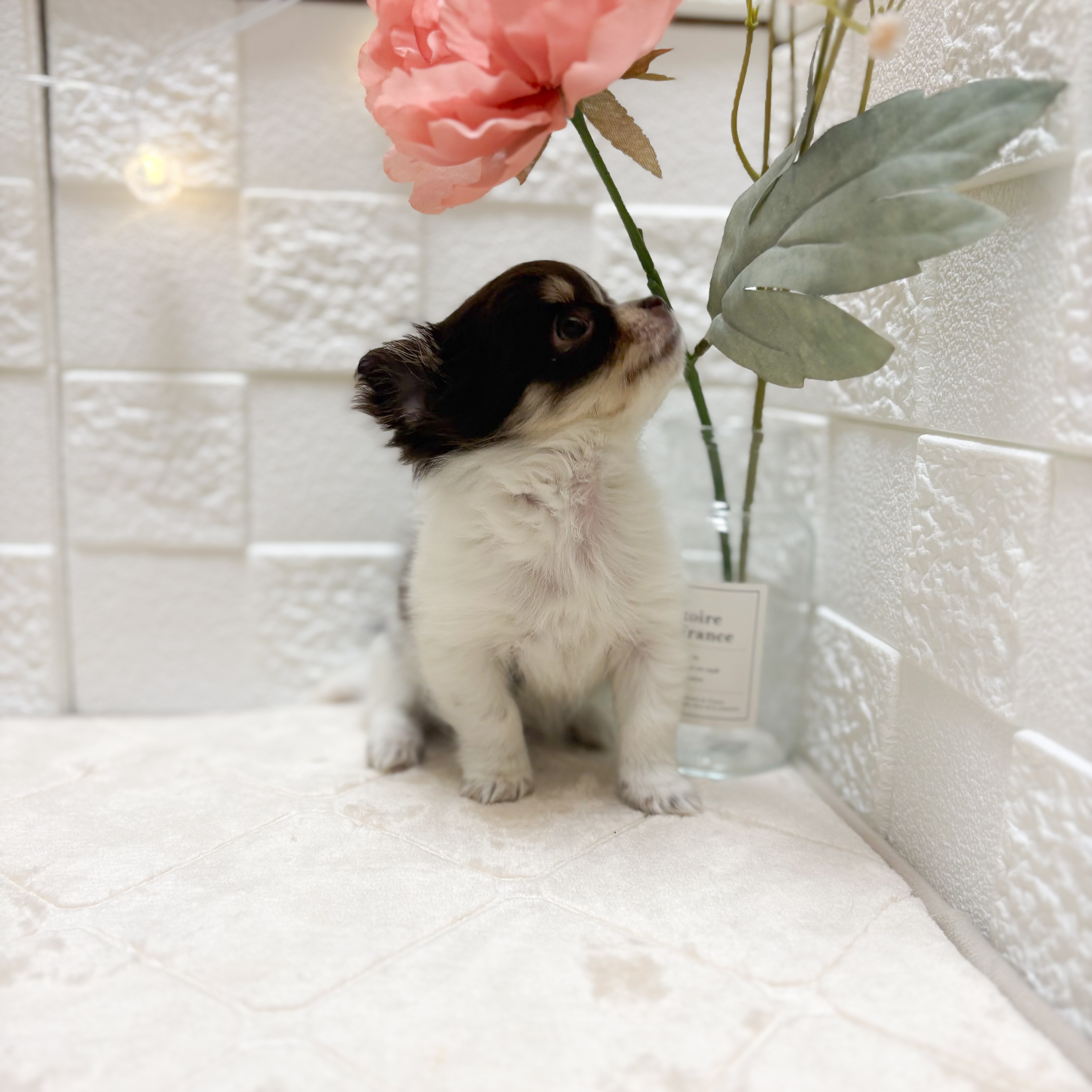 東京都のチワワ(ロング) (犬の家＆猫の里ペットフォレスト小平店/2026年2月10日生まれ/女の子/チョコレートタンホワイト)の子犬の4枚目の画像