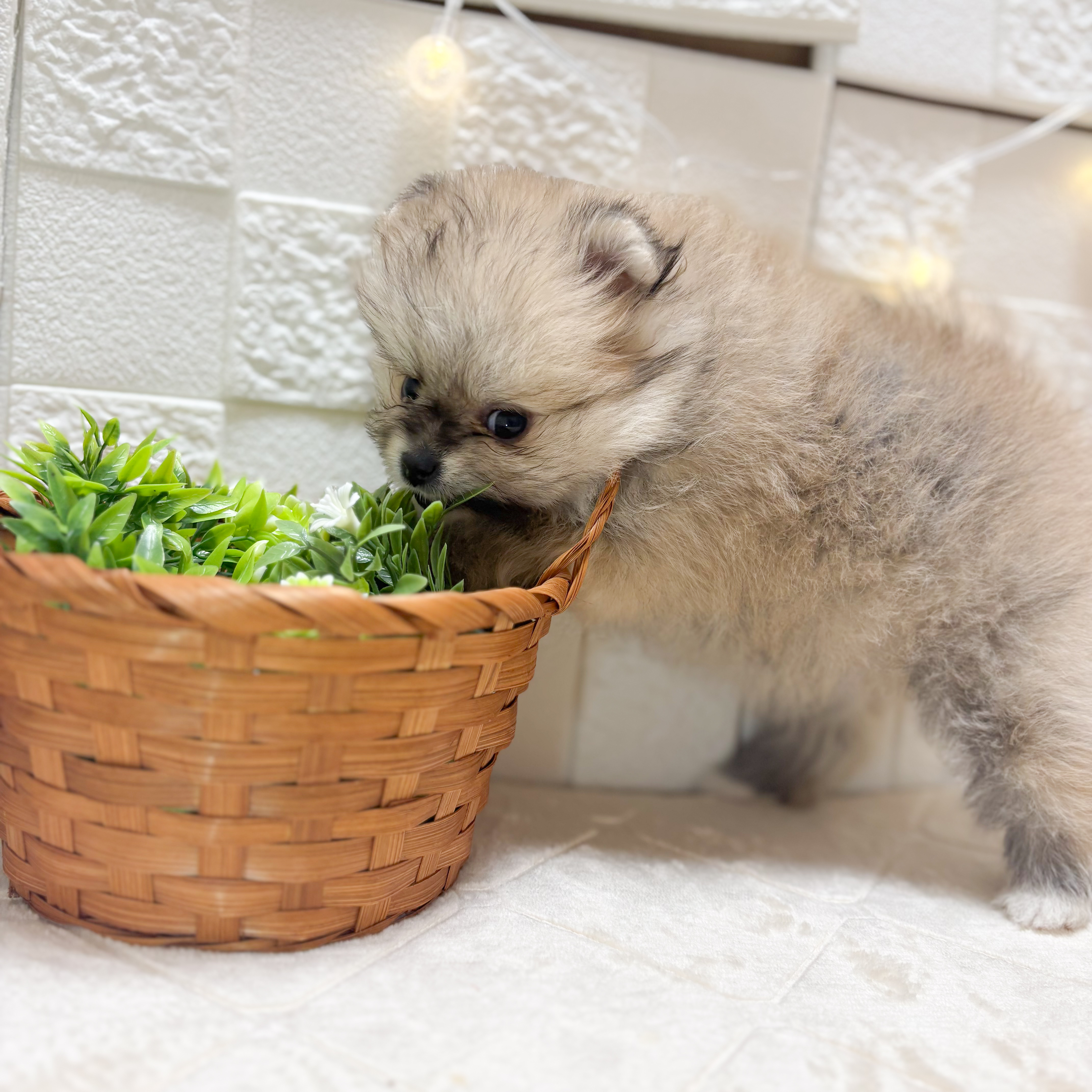 東京都のポメラニアン (犬の家＆猫の里ペットフォレスト小平店/2026年2月10日生まれ/女の子/ウルフセーブル)の子犬の4枚目の画像