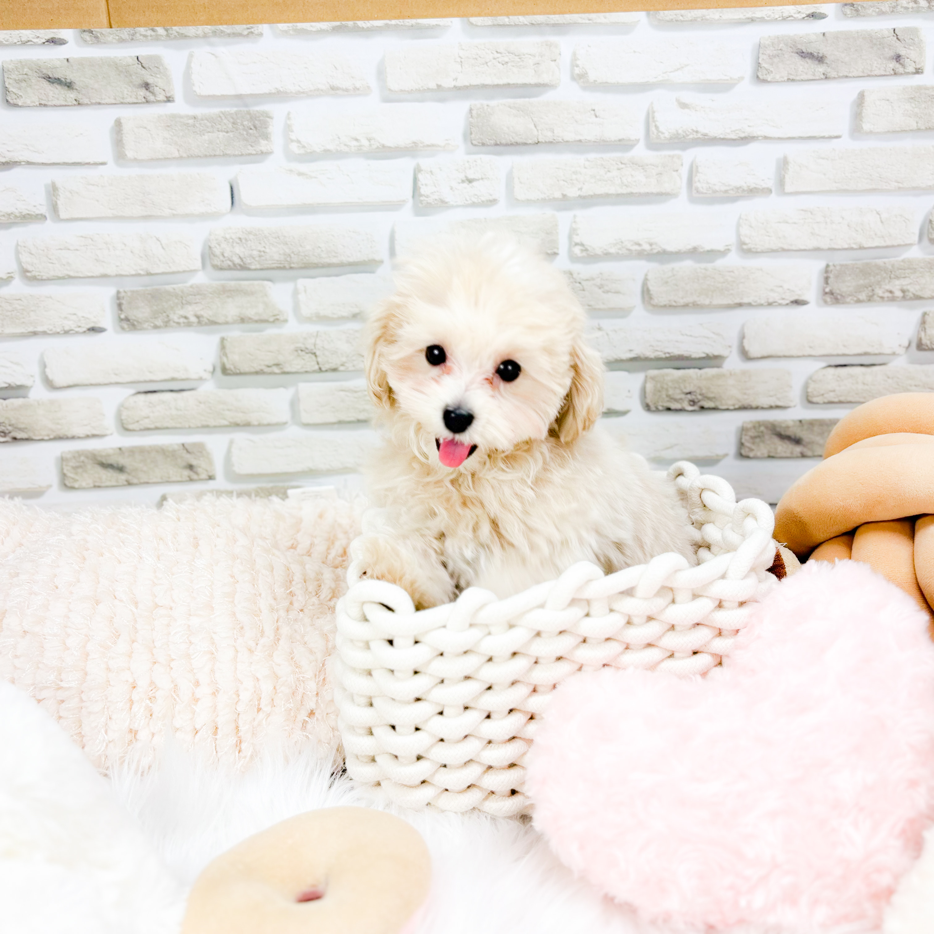 神奈川県のマルプー(マルチーズ×プードル) (犬の家＆猫の里元住吉ブレーメン通り店/2025年10月27日生まれ/男の子/クリームホワイト)の子犬の4枚目の画像